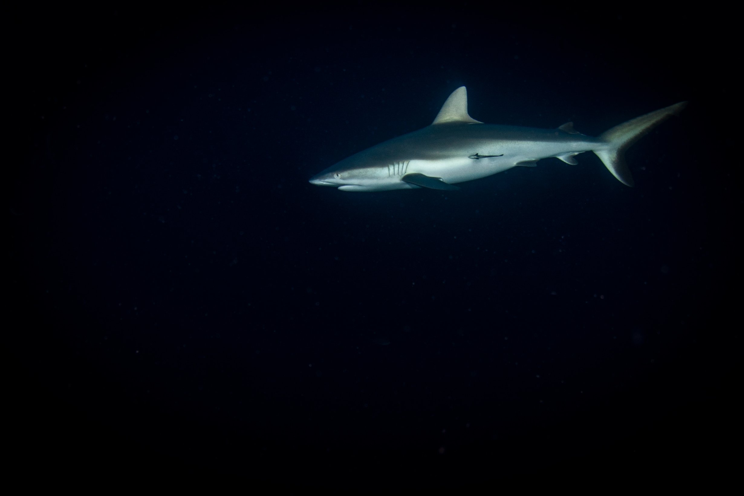Shark GCS_DSC_5753.jpg