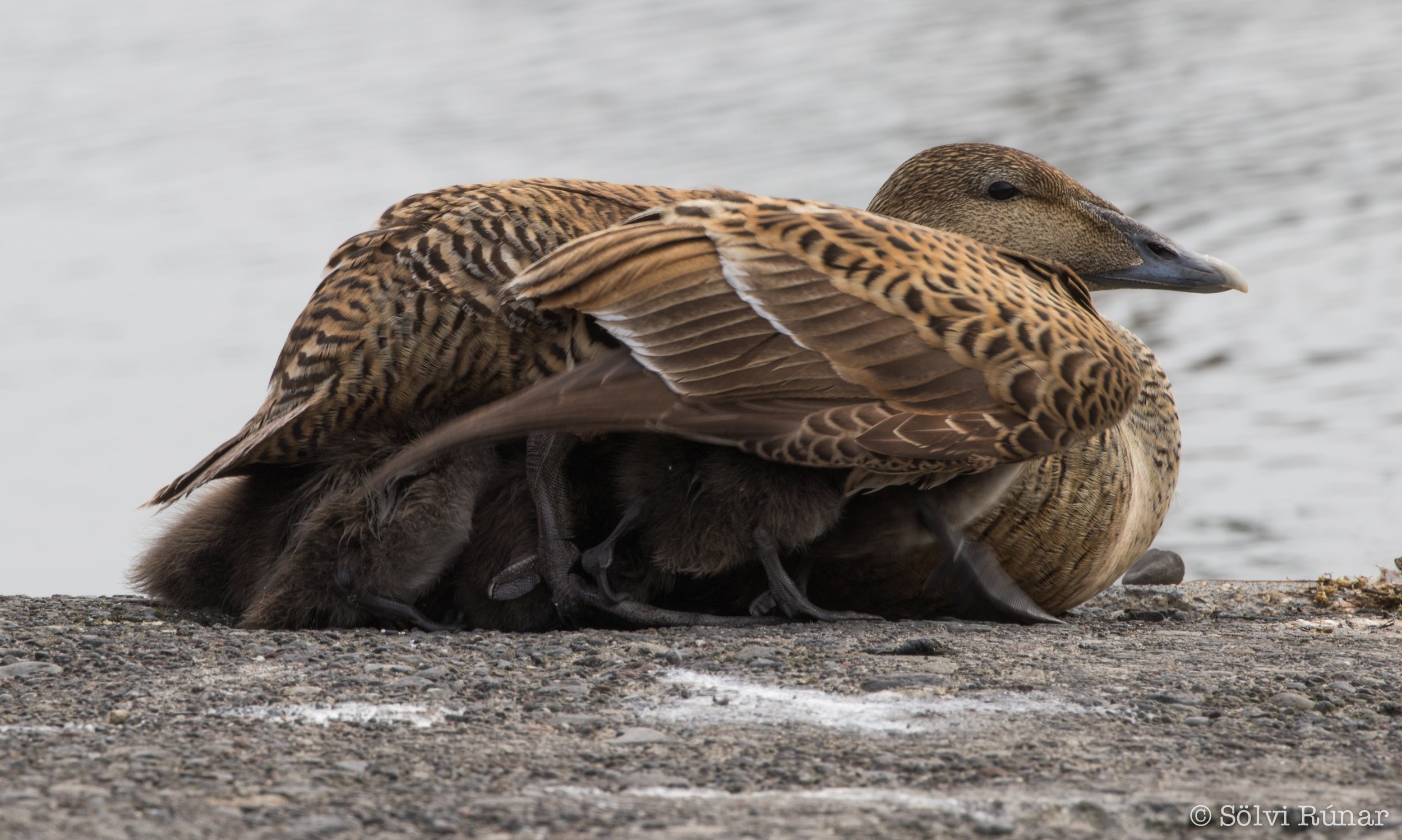 Female Eider duck with her chicks.Natturustofa Nordurlands.jpg