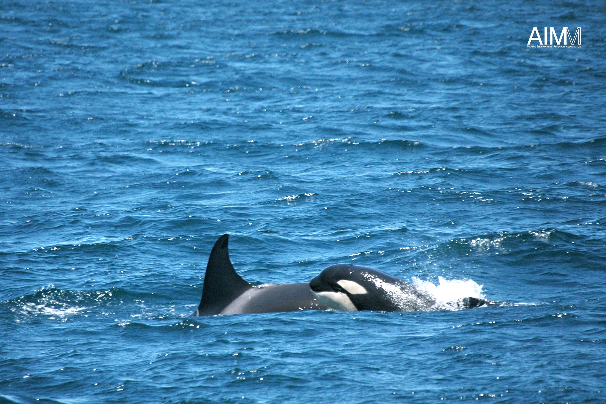 orca-baby.jpg