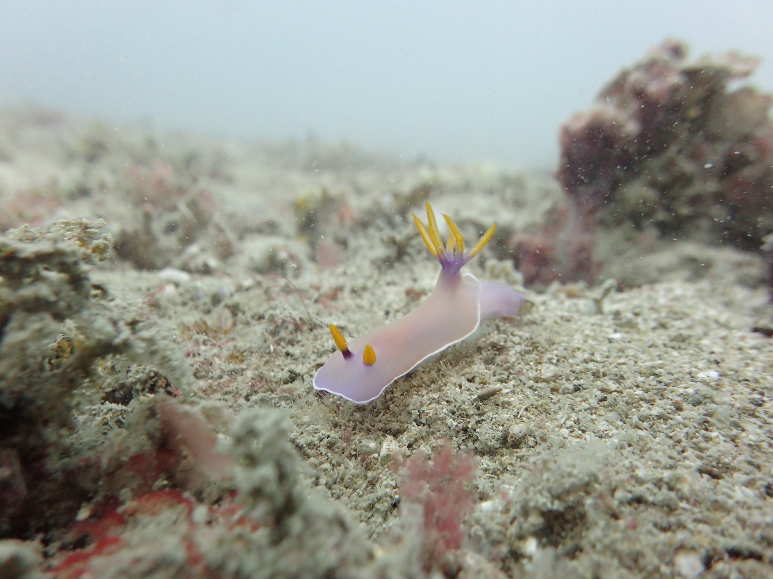 Bullock_s Hypselodoris_Andaman and Nicobar Islands_Prerana.JPG