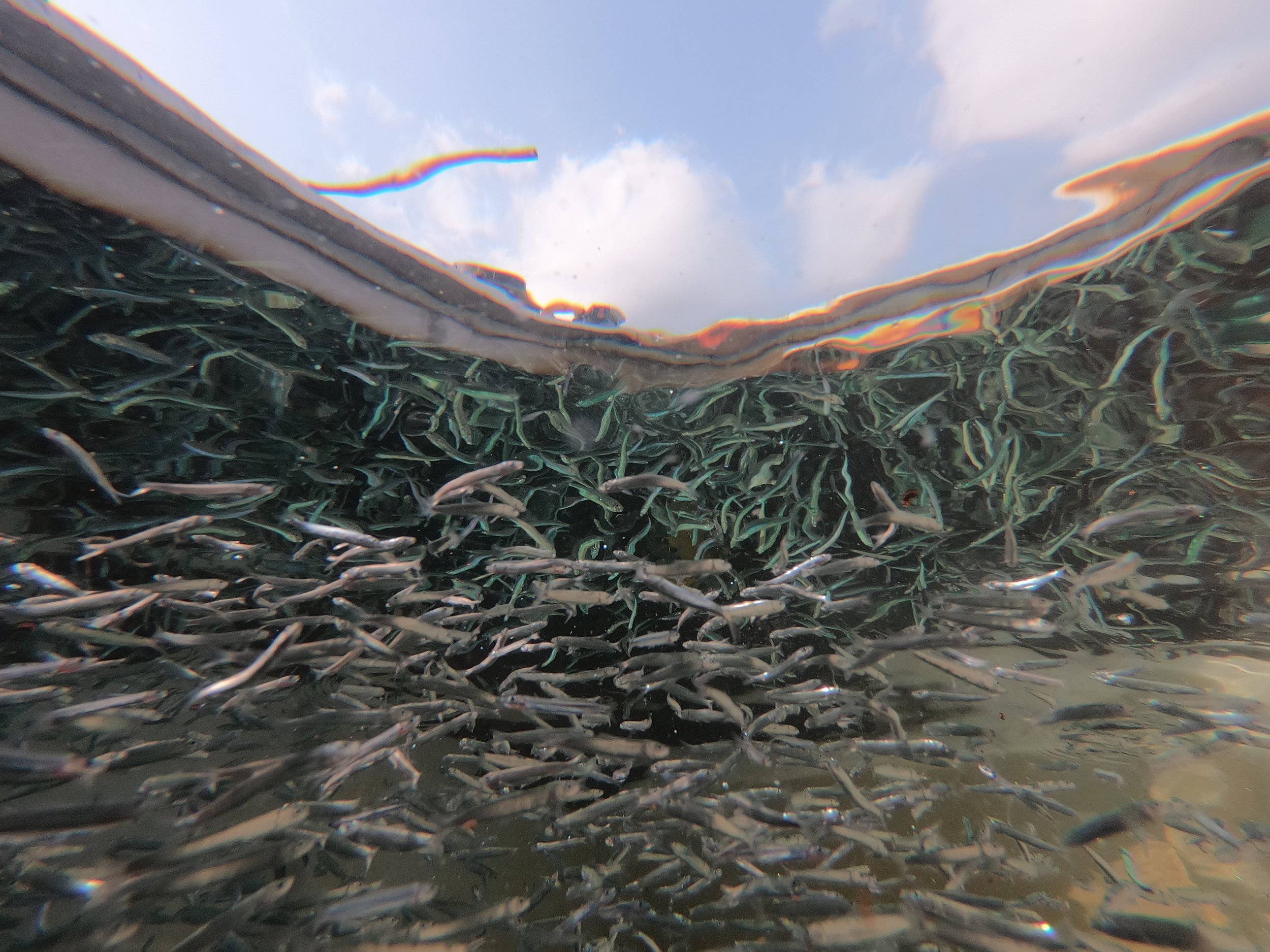 Small pelagic fish onboard a tuna fishing boat.JPG