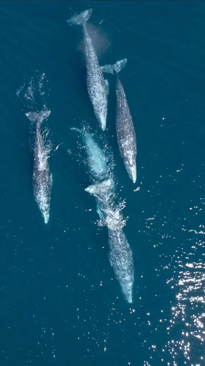 WE ARE AN OCEAN COMMUNITY