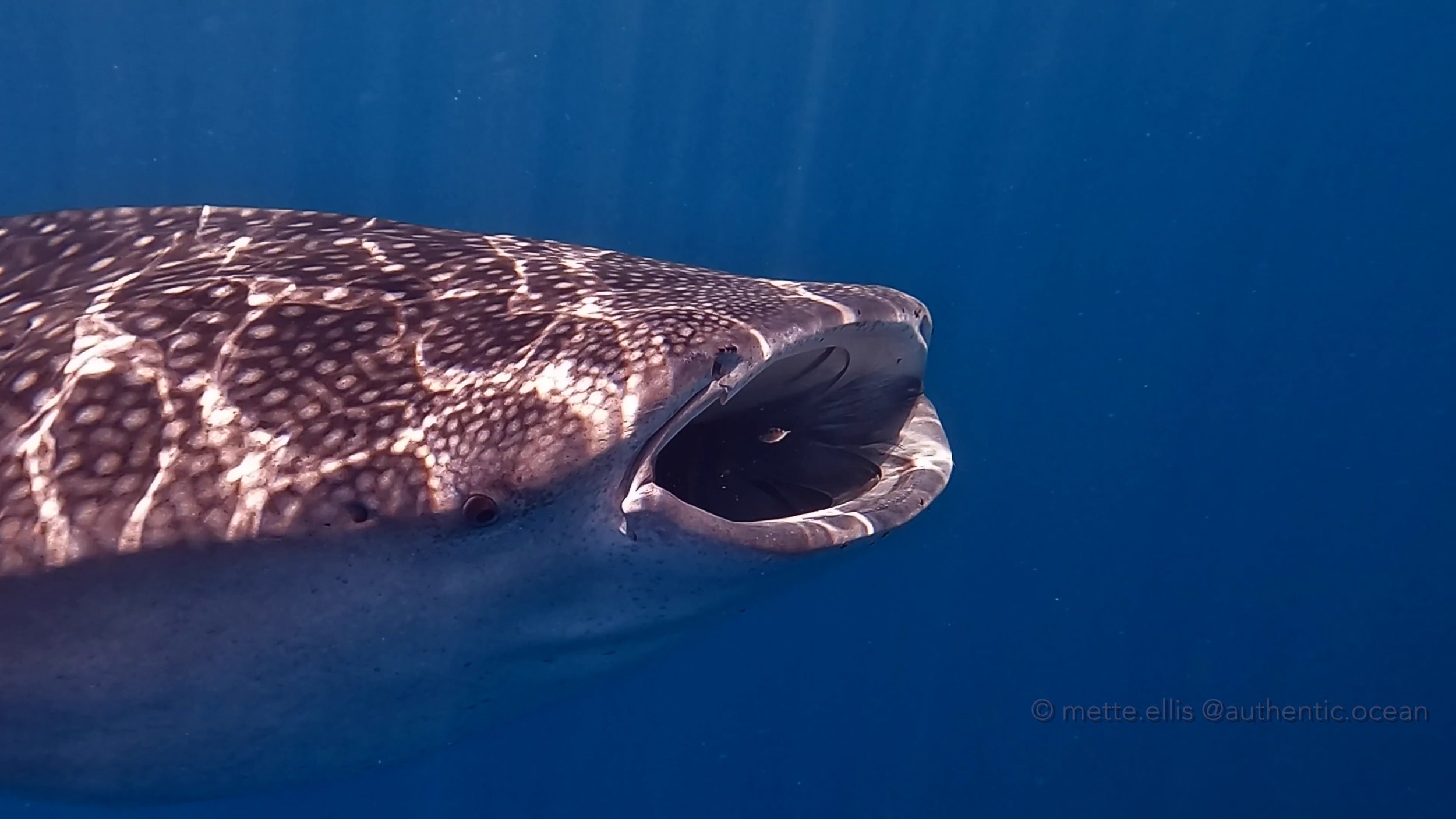 WhaleShark.jpg