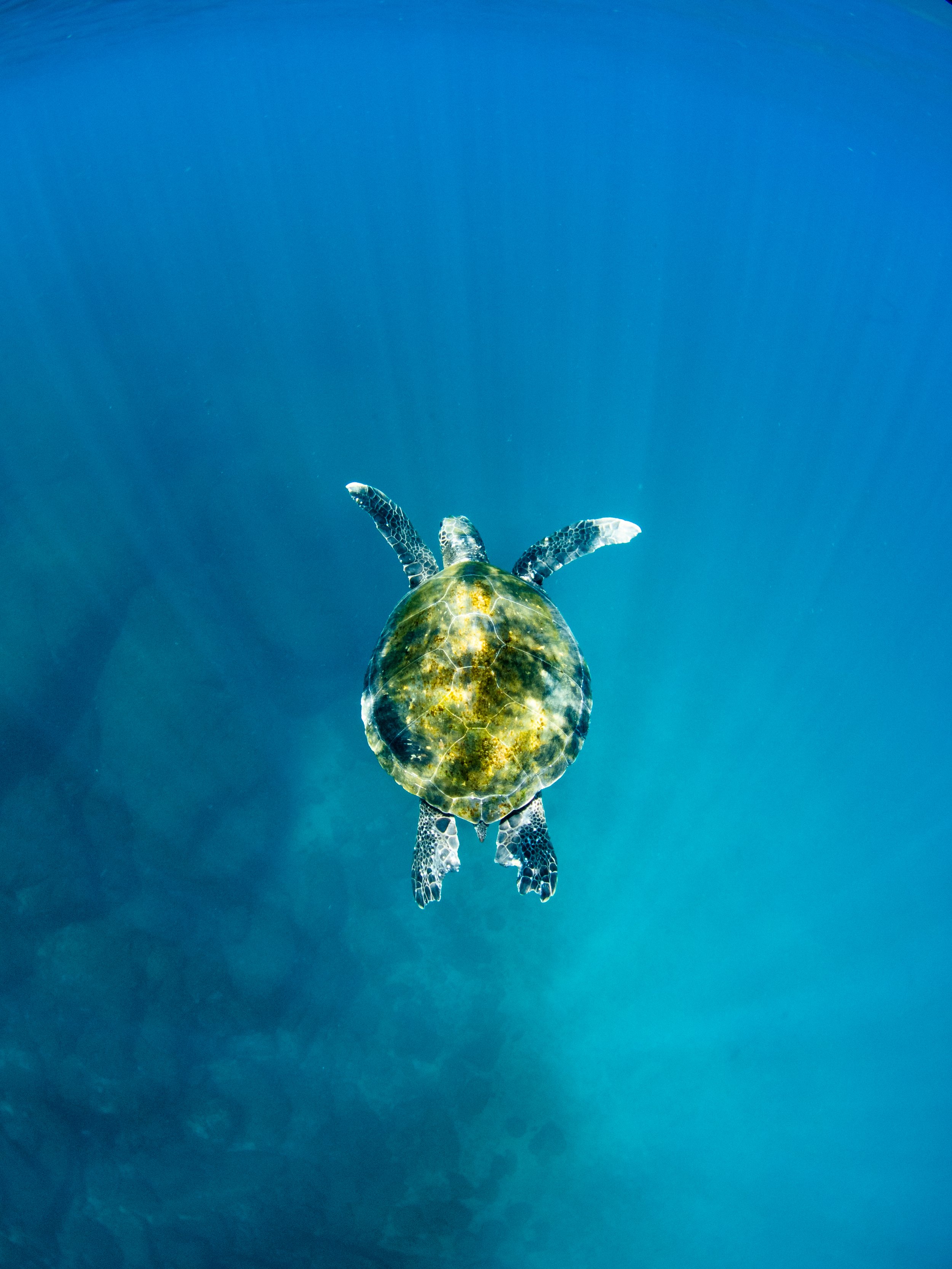 turtle_swiming.jpg