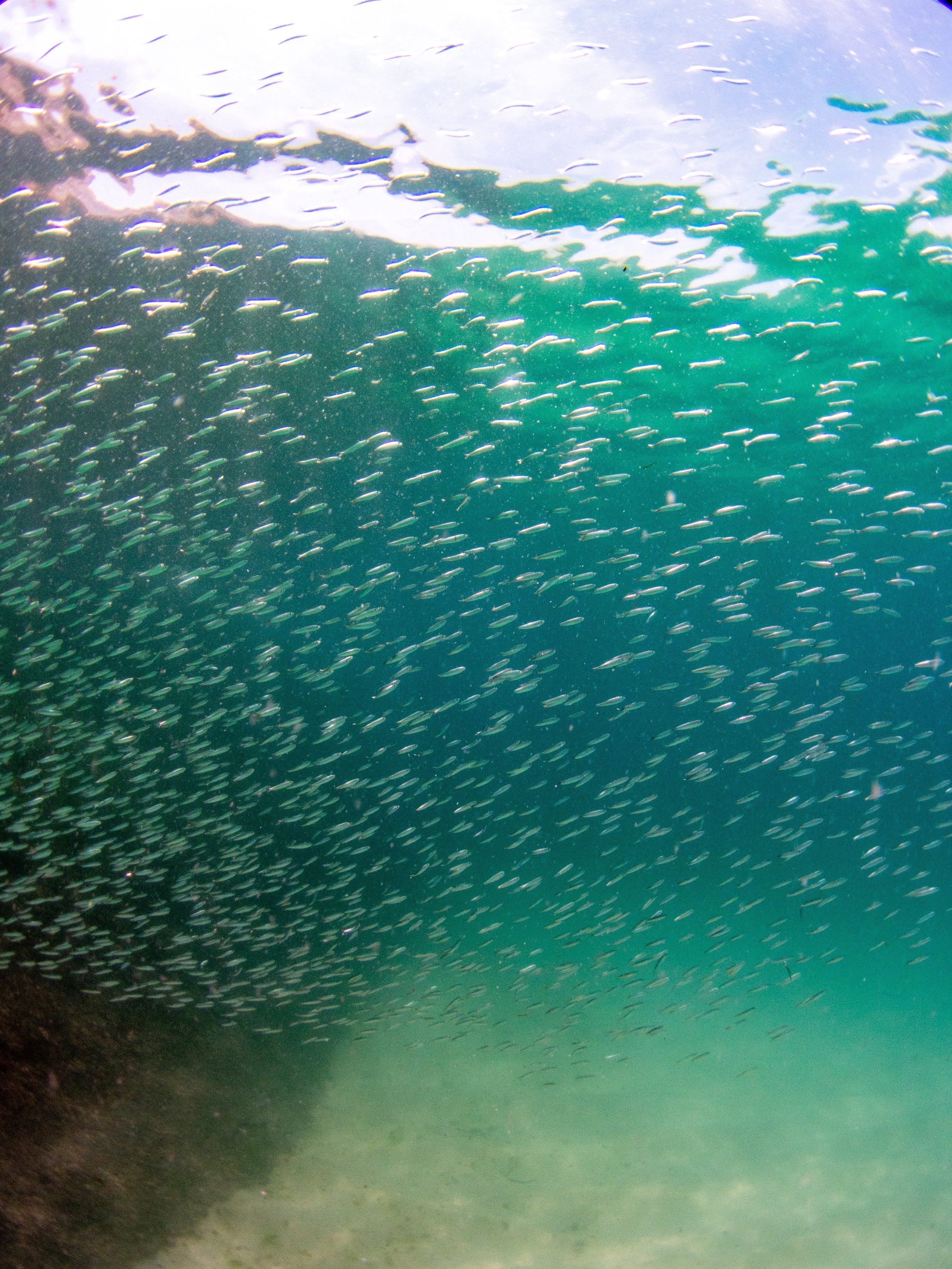 tinyfish_shoal_ipanema.jpg