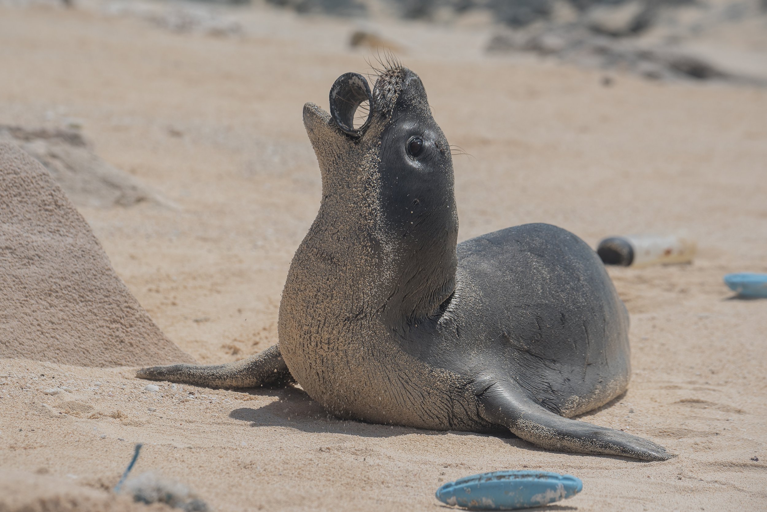 Monk-seal-Laysan-Island-photo-by-Matthew_Chauvin.jpg