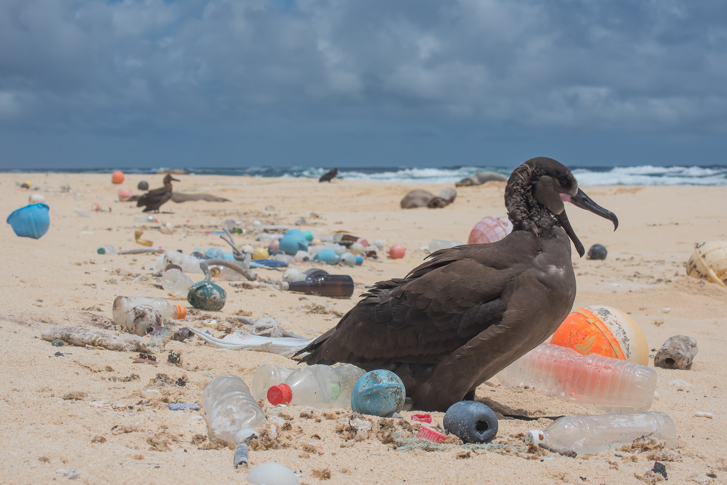 Bird-surrounded-by-plastic-photo-by-Matthew_Chauvin.jpg