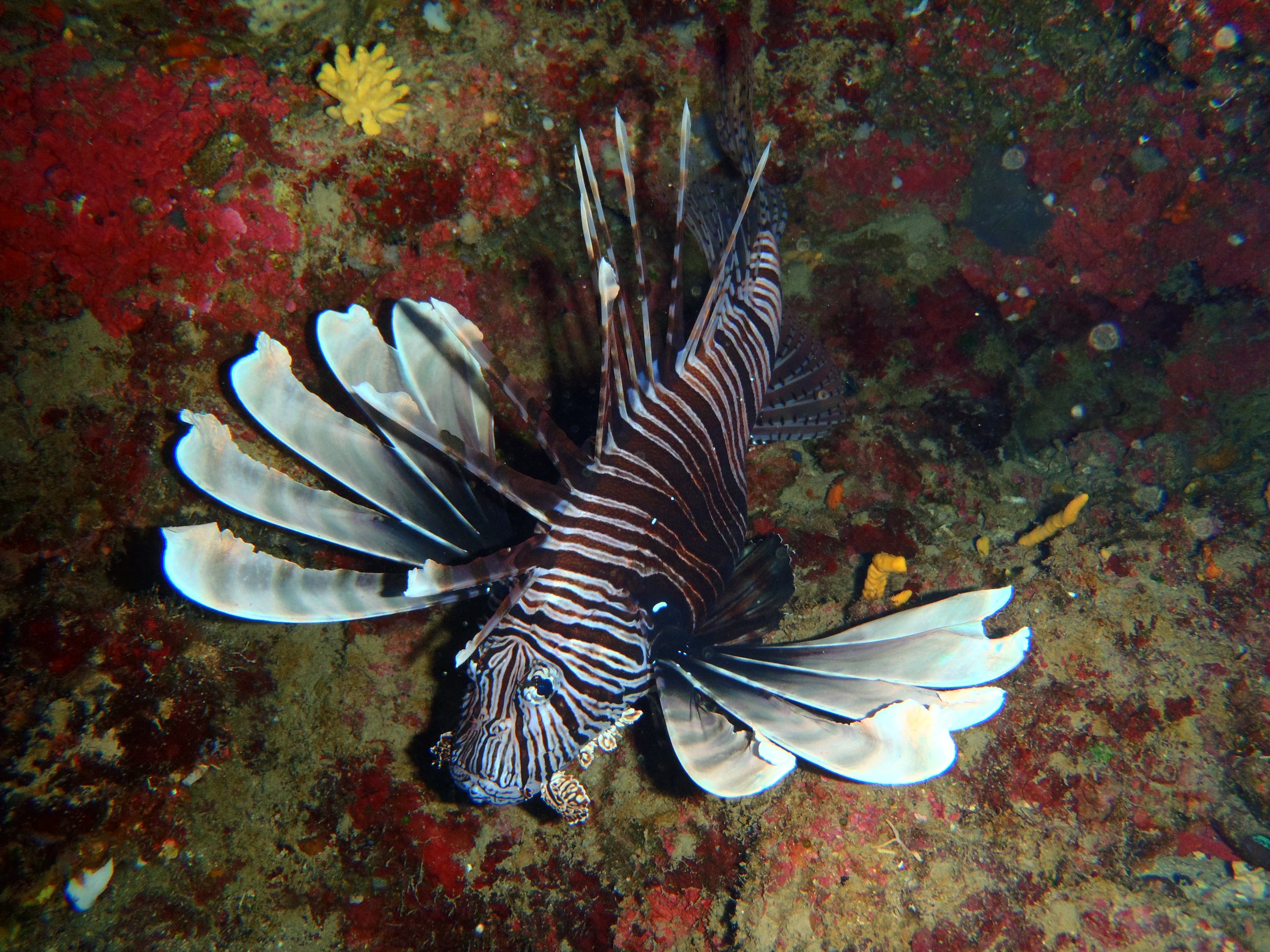 Lionfish (Pterois miles) in Byblos.JPG