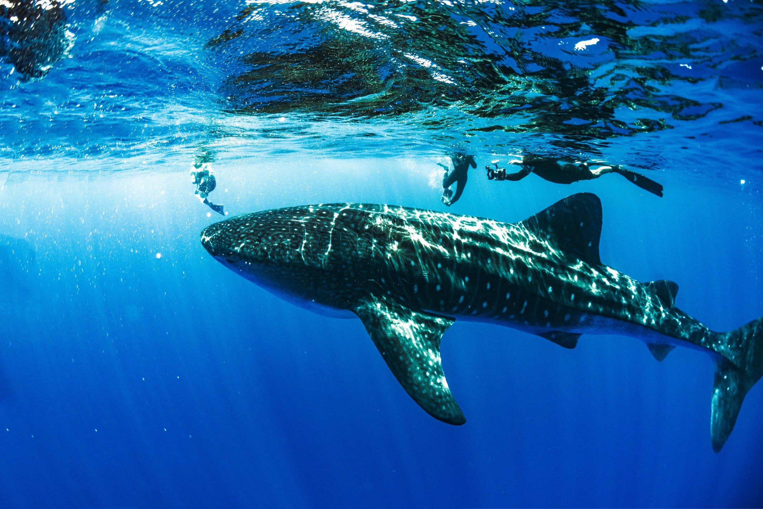 whale shark 2.JPG