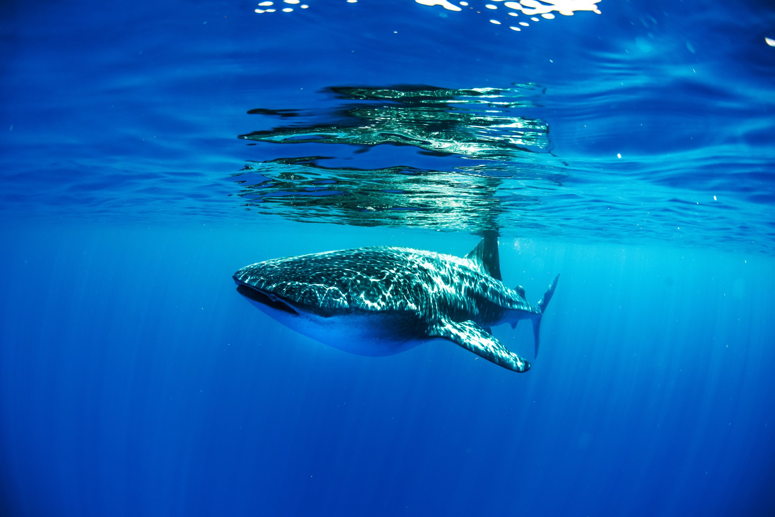 whale shark 4.jpeg