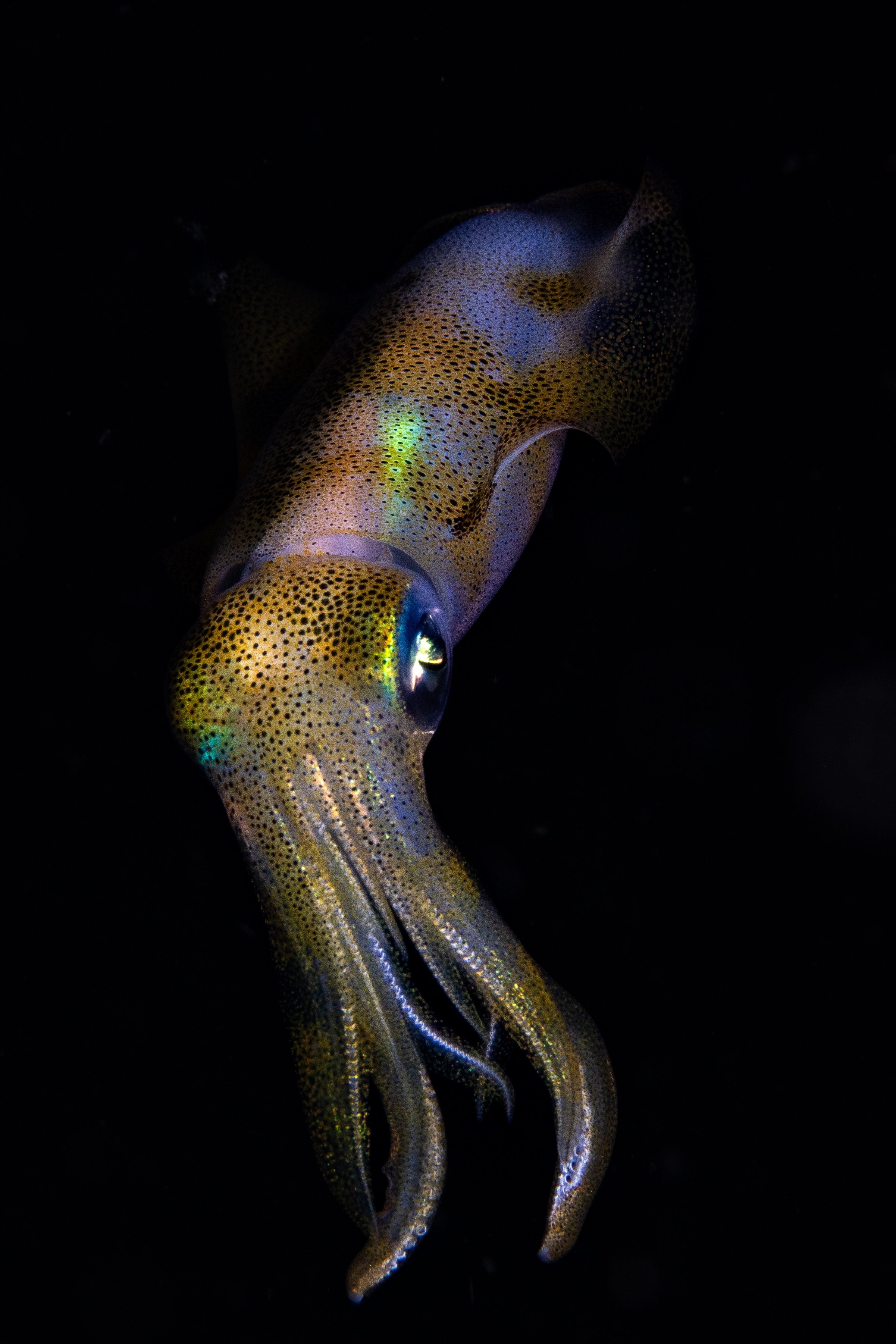 Reef Squid-5321.jpg