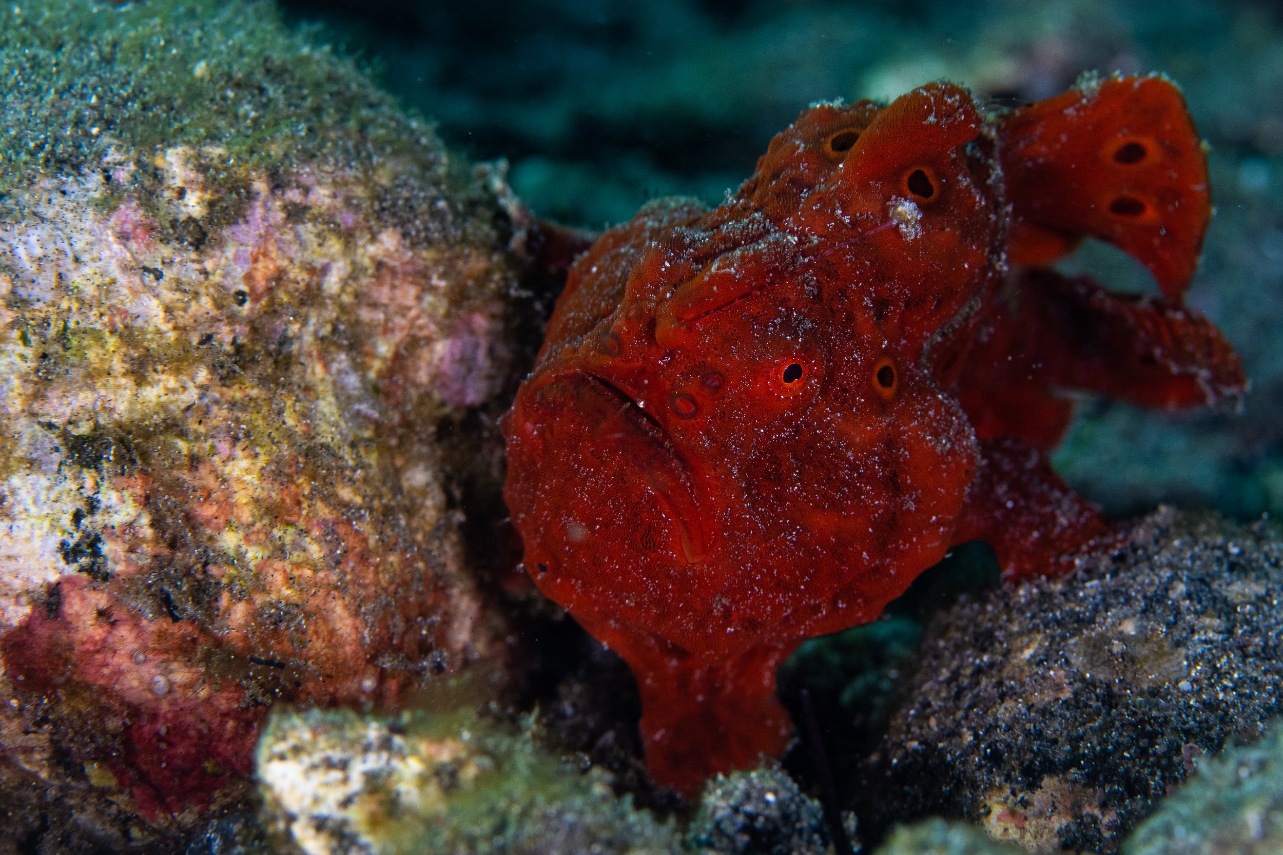 Red Painted Frogfish.jpg