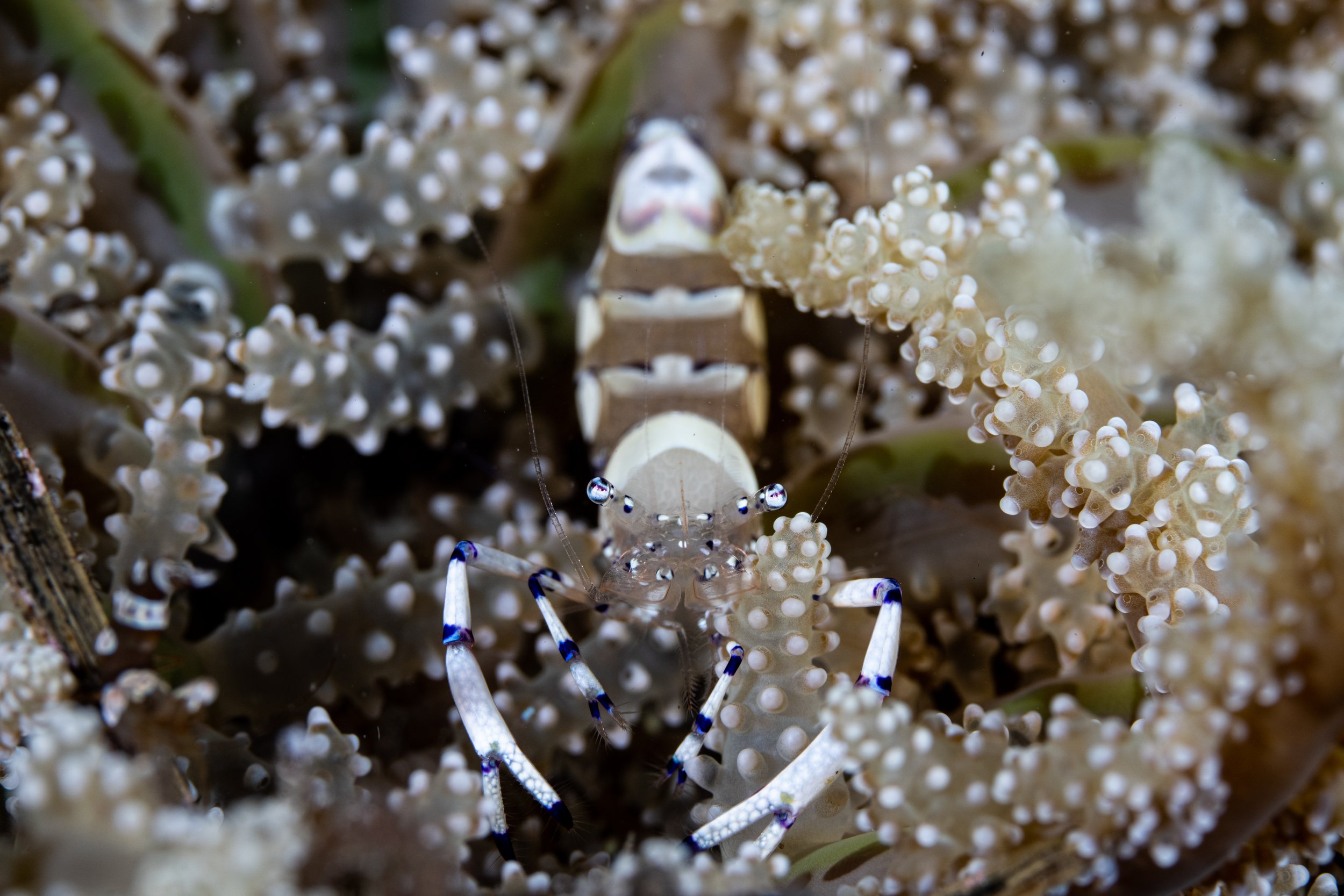 Peacock Anenome Shrimp-7174.jpg