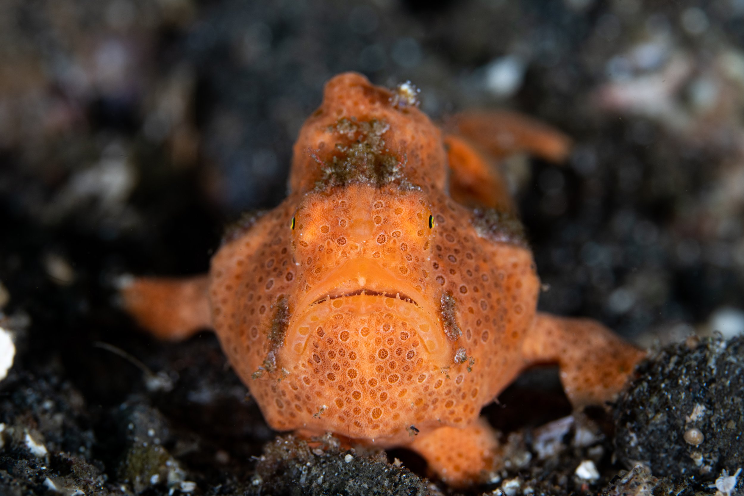 Orange Frogfish Headon-6587.jpg