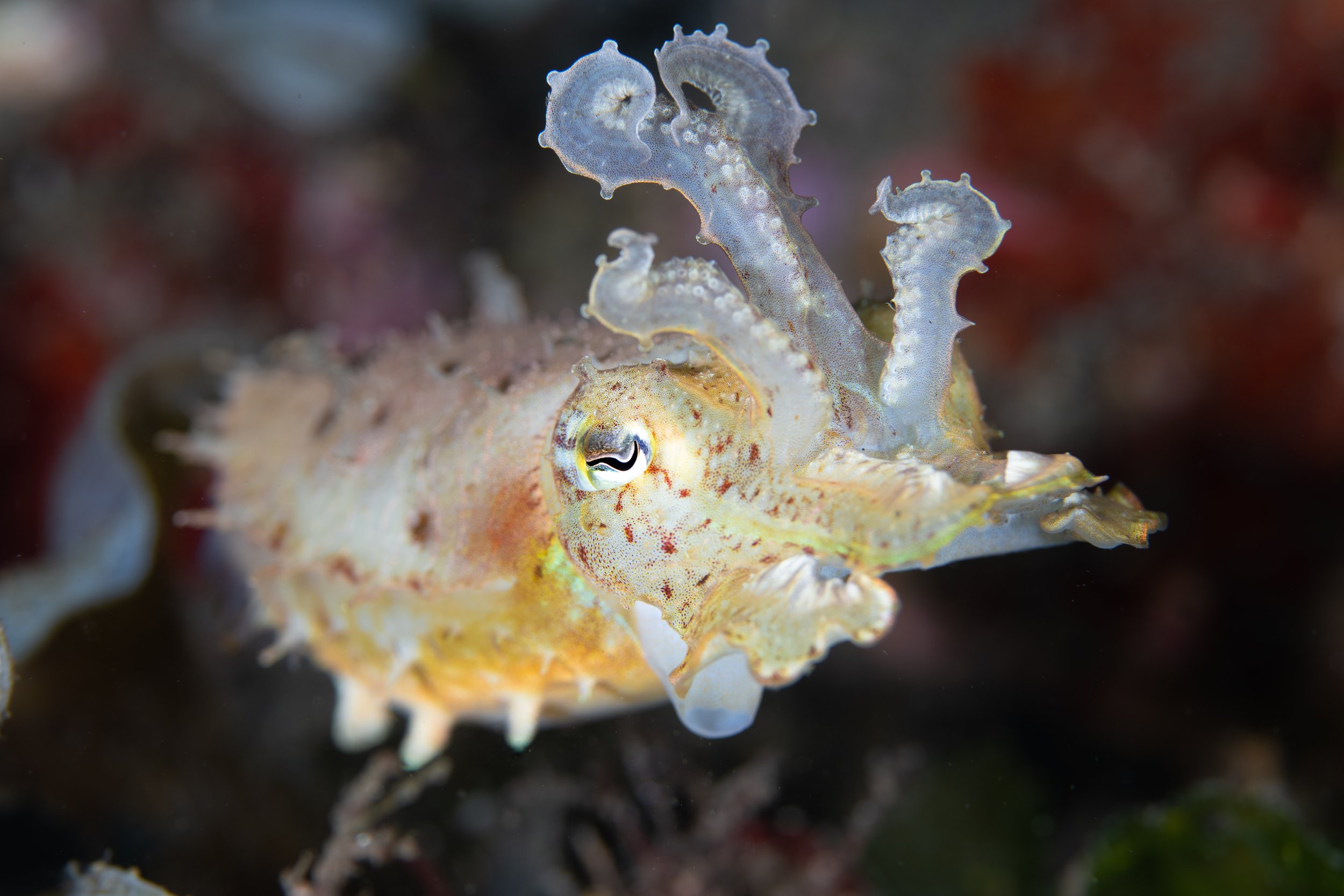 Cuttlefish-5793.jpg