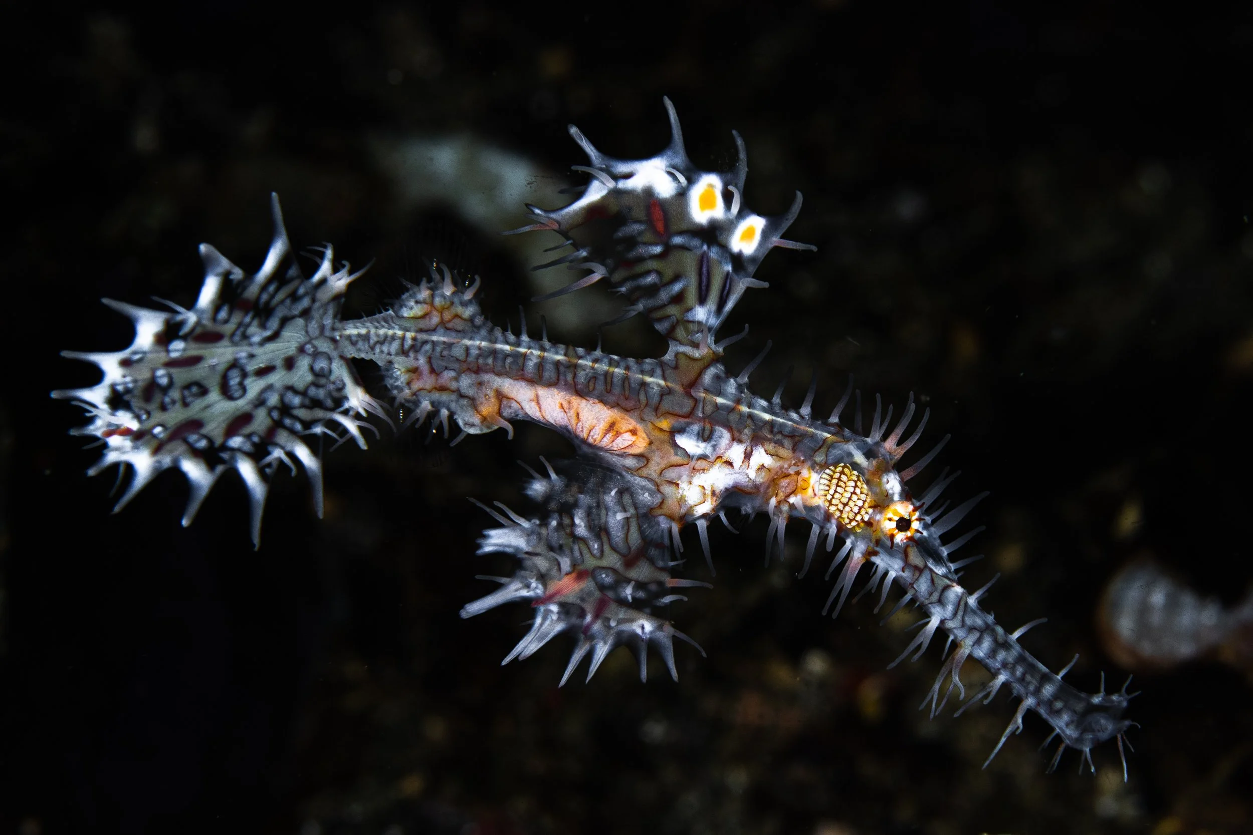 White Ornate G Pipefish-5220.jpg
