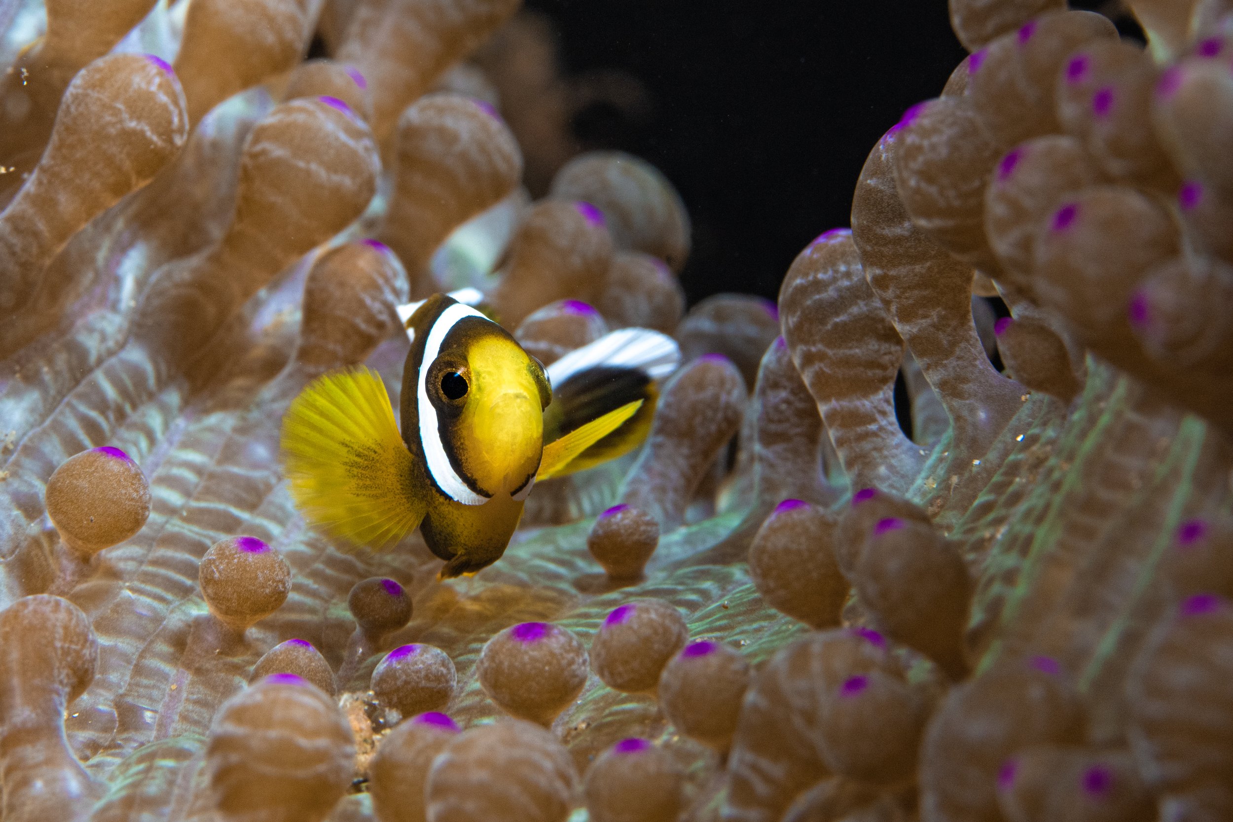 Baby Clown fish-4901.jpg