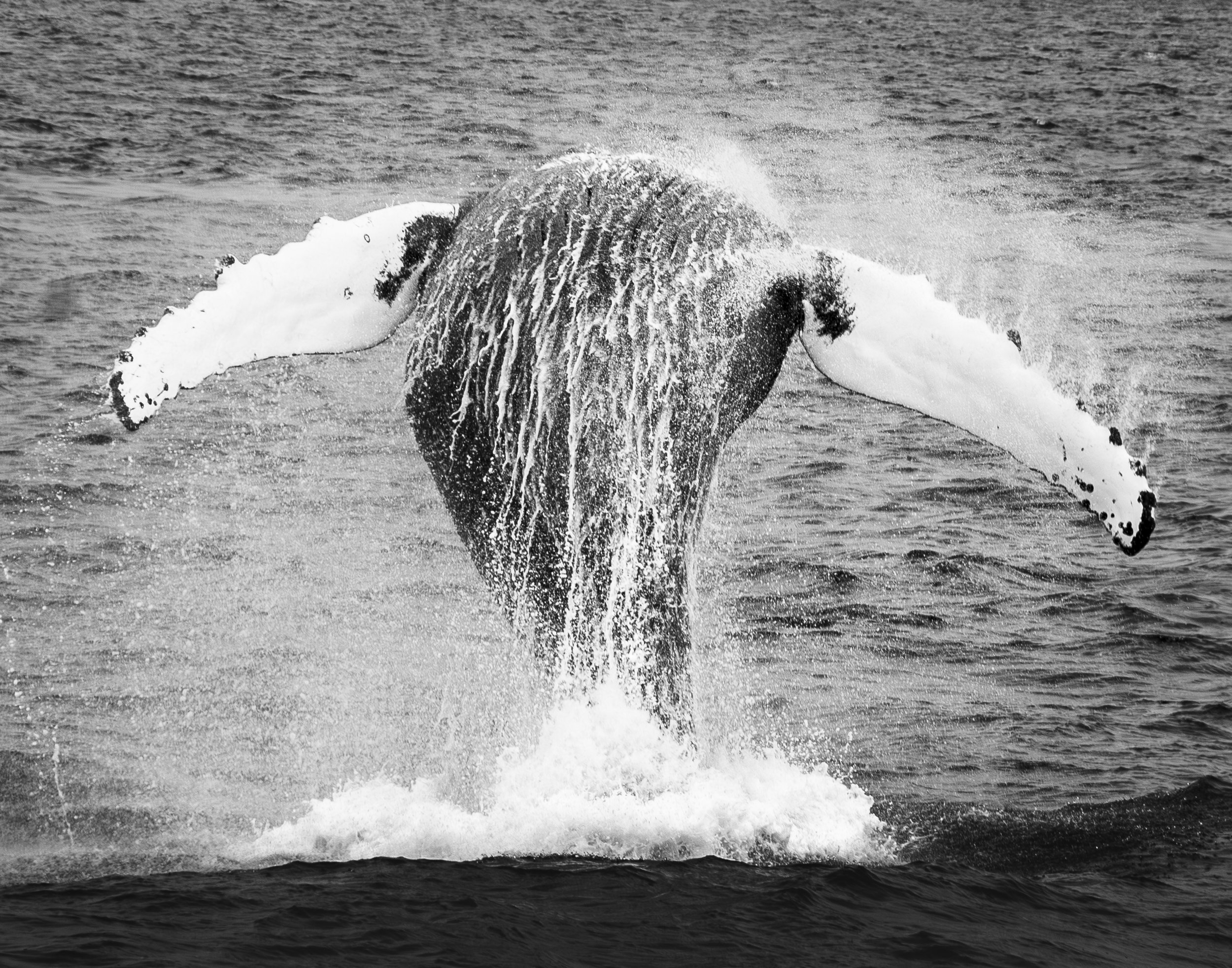 whale breach.jpg