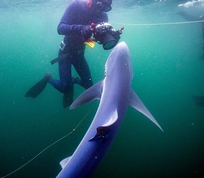 behind the scenes photo me with shark.JPG