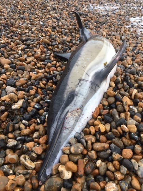 Common dolphin bycatch victim, Brighton.JPG