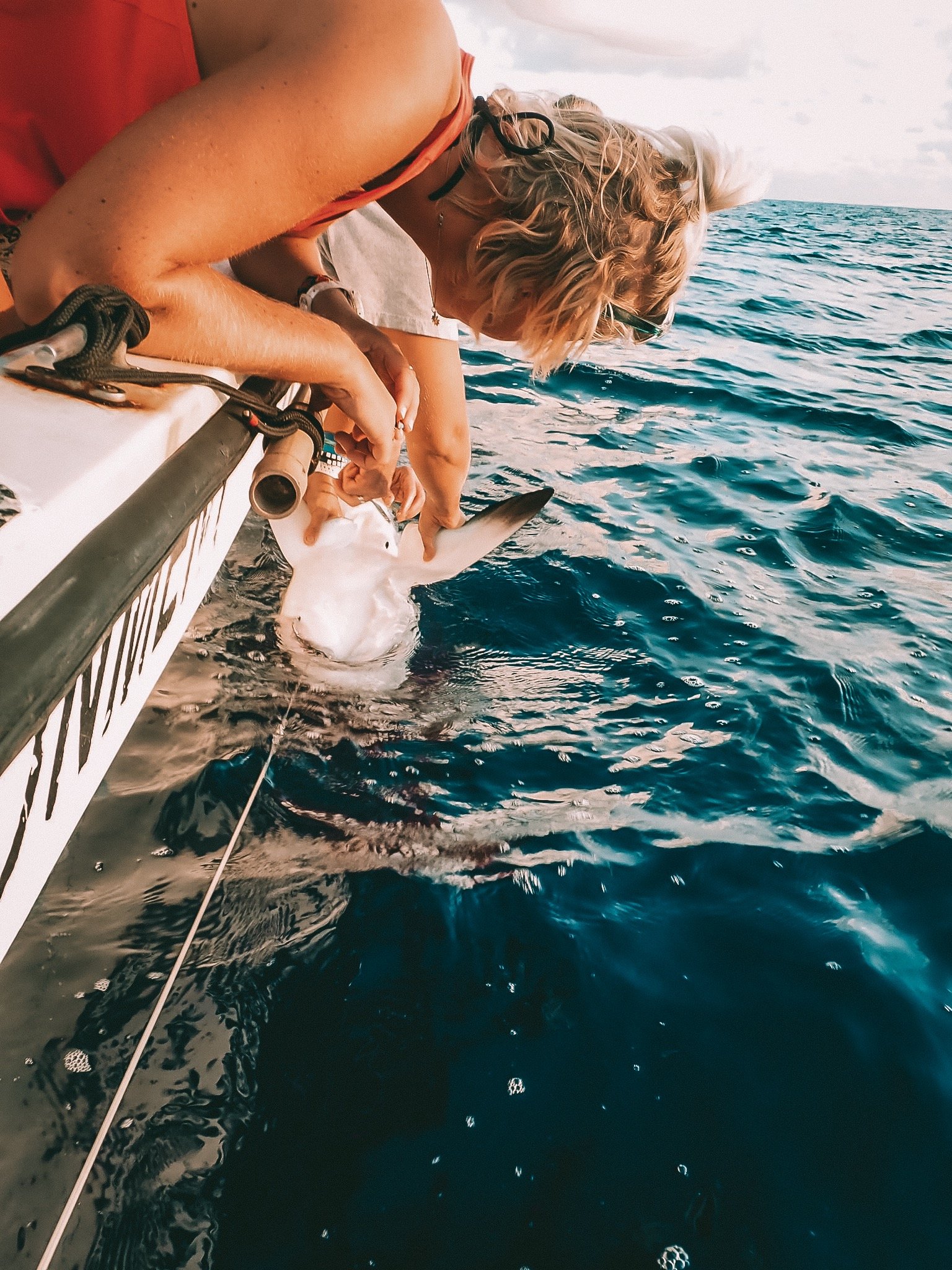 Shark tagging Cayman.JPG
