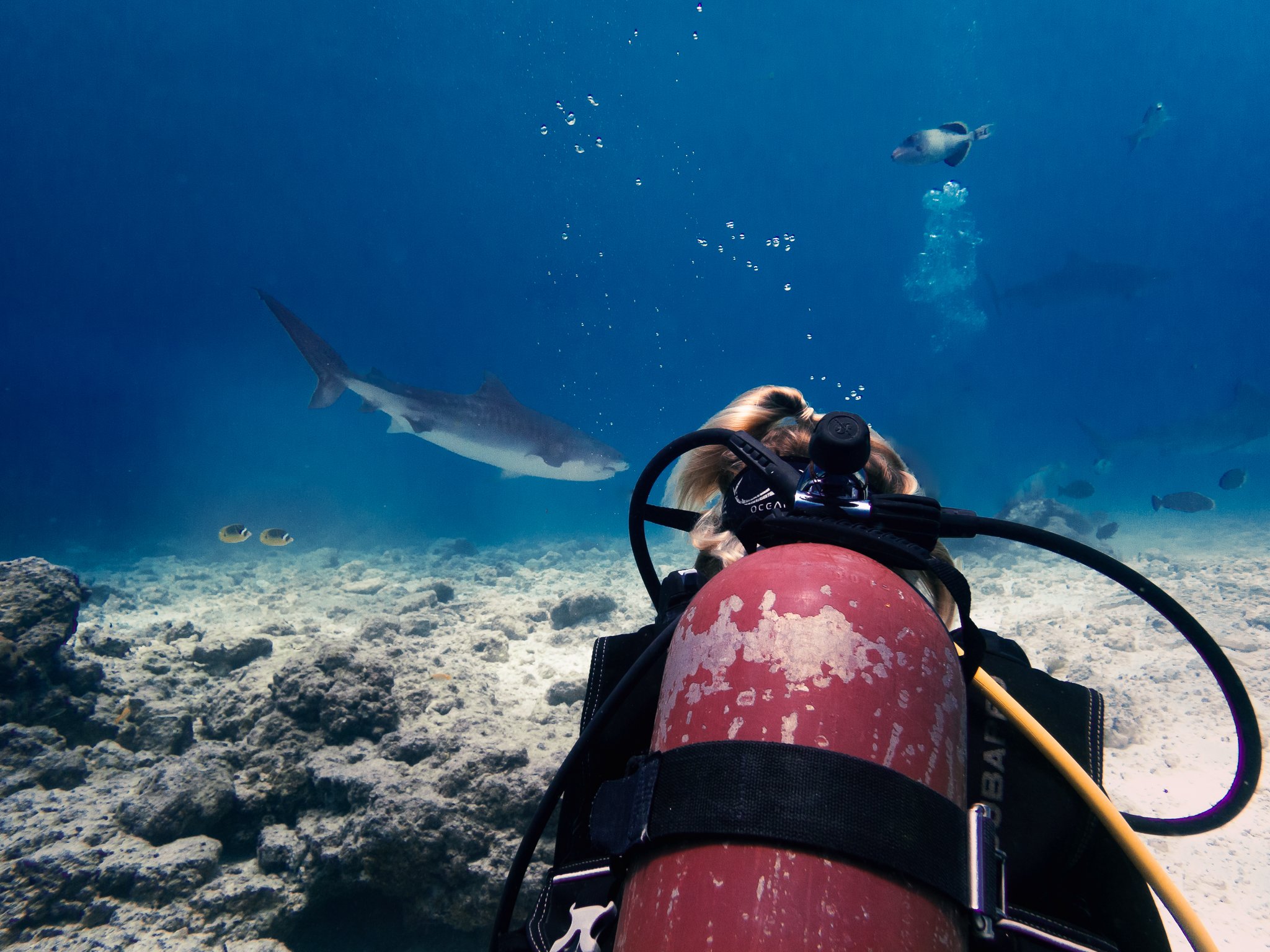 Tiger shark Maldives (photo by _natrepreneur_).jpg