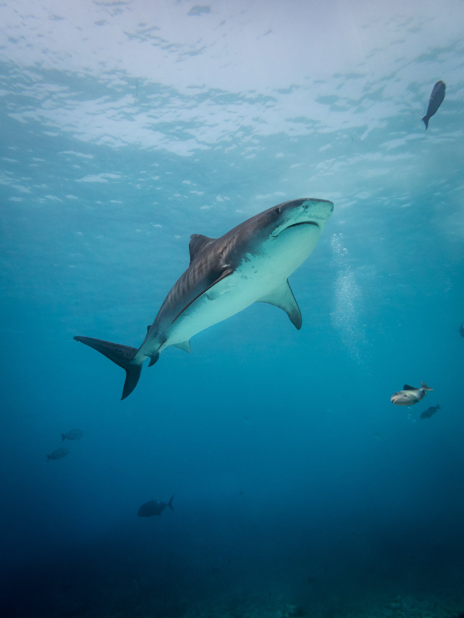 Tiger shark maldives.jpg