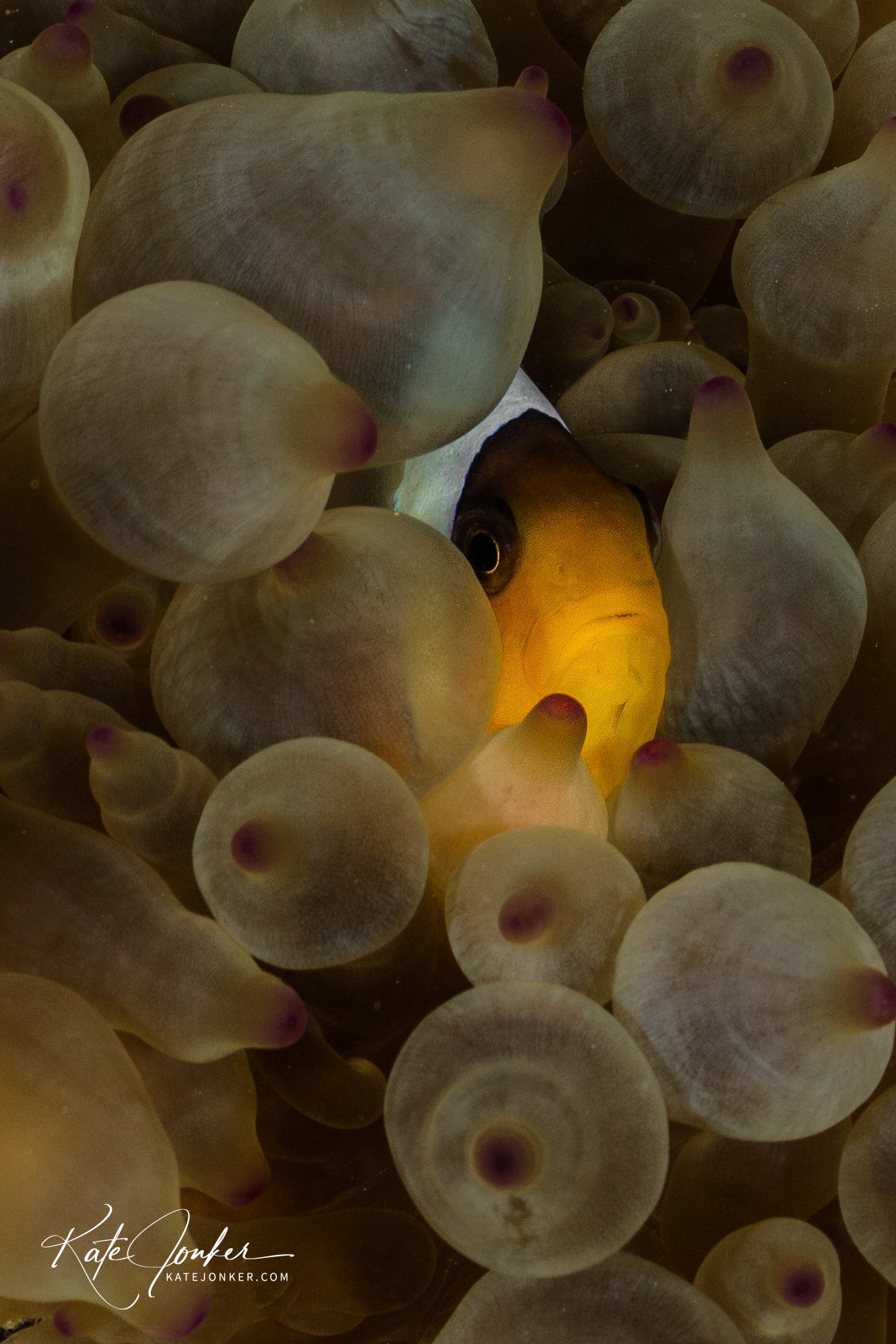 Anemonefish.jpg