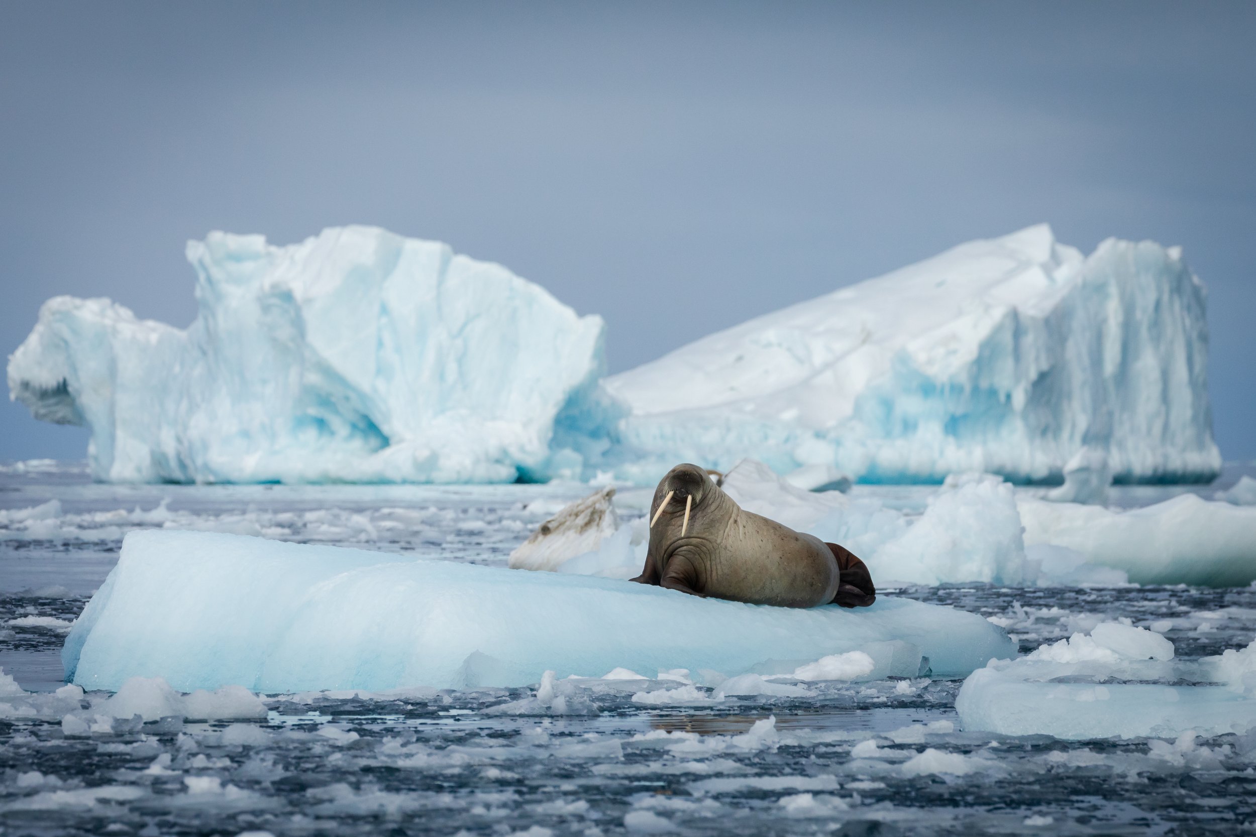 @Julie_Chandelier_Svalbard-6.jpg