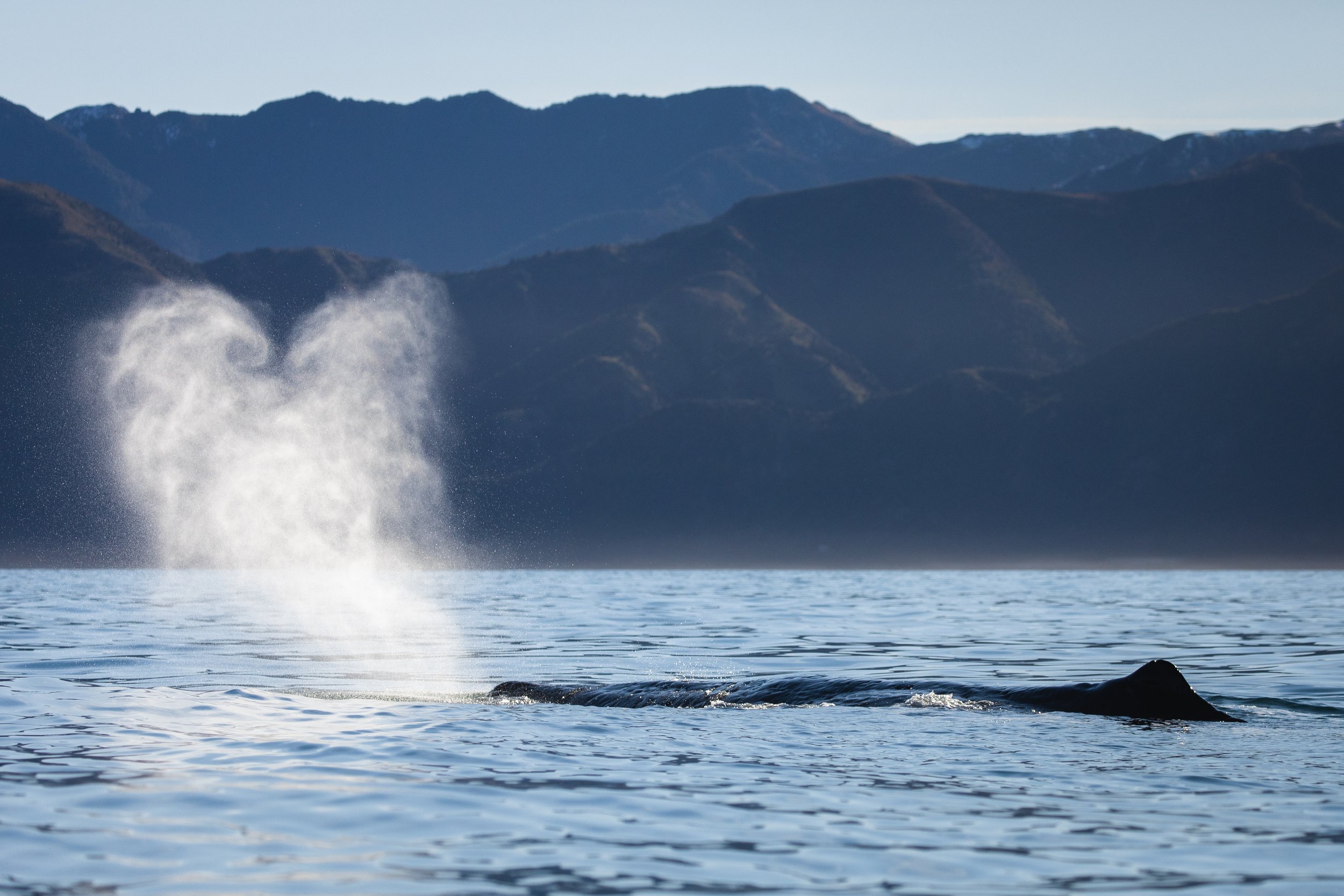 @Julie_Chandelier_Winter in Kaikoura-2.jpg