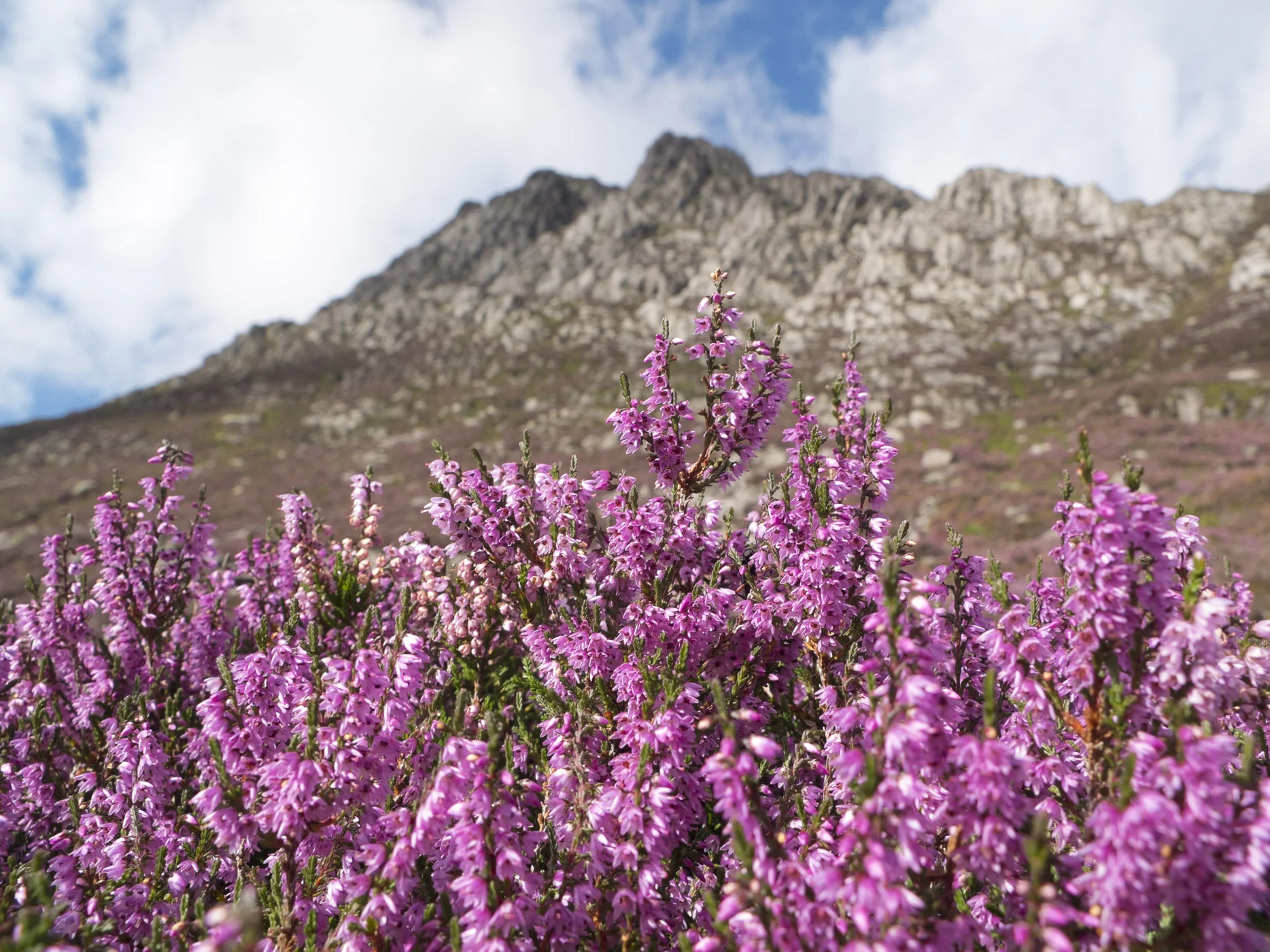 Tryfan