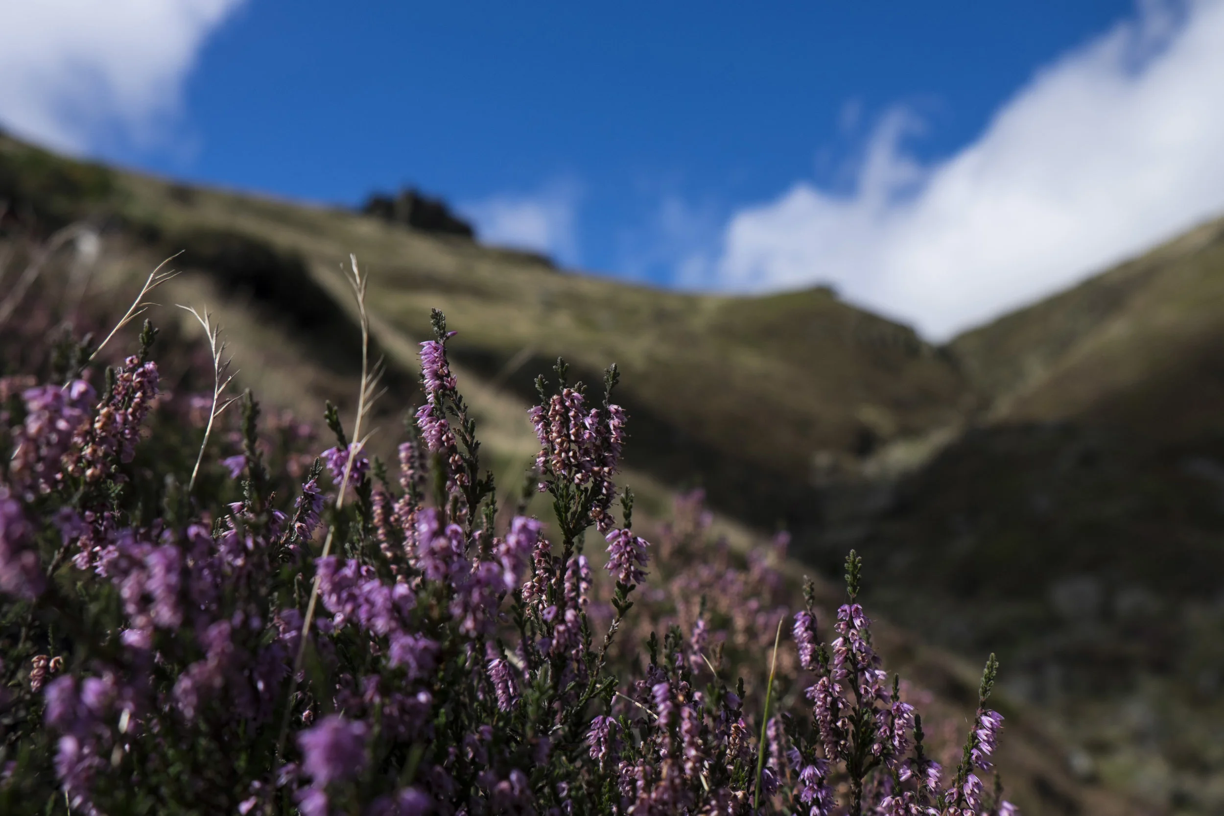Crowden Clough