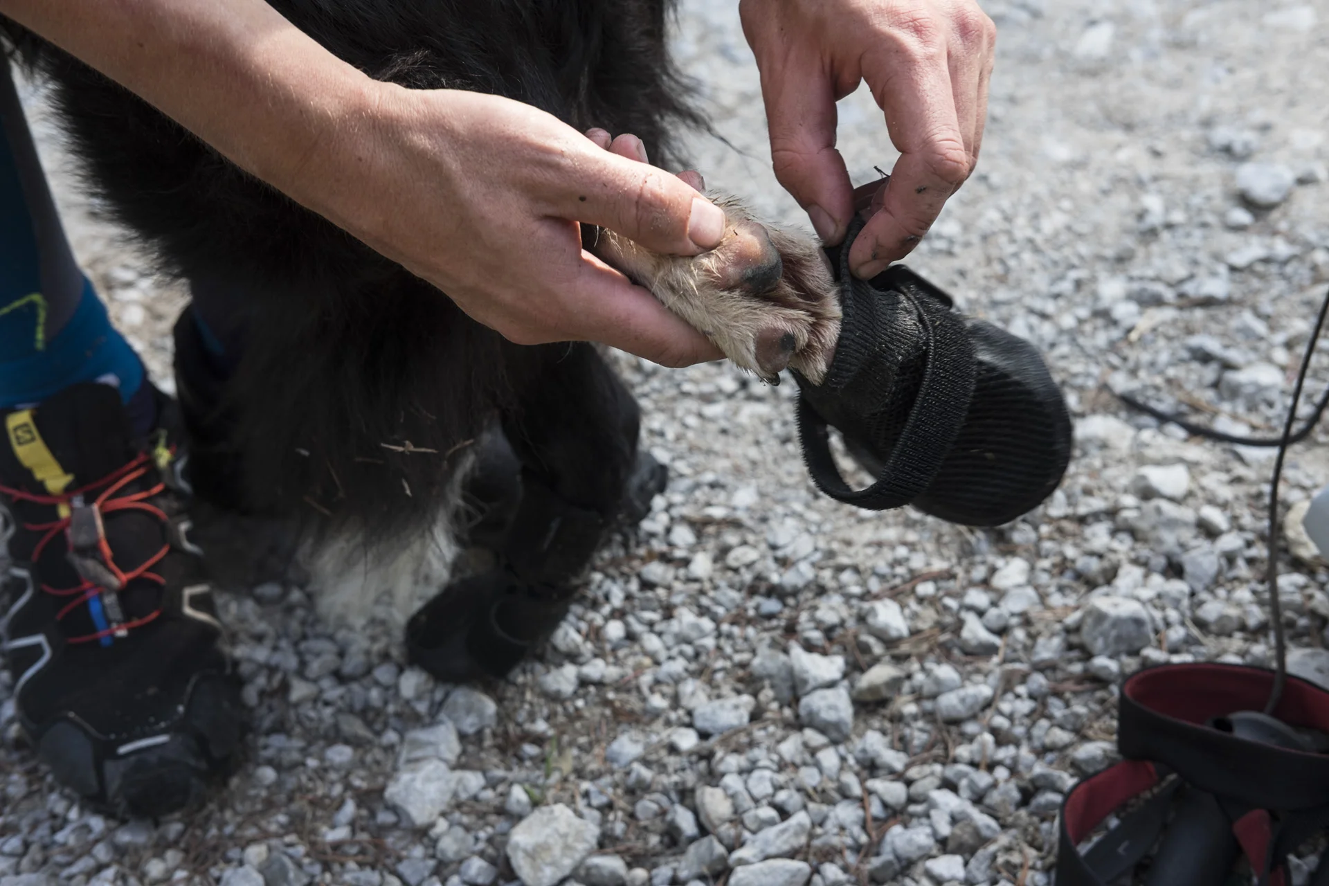 Bella puts on her booties for some rough ground.