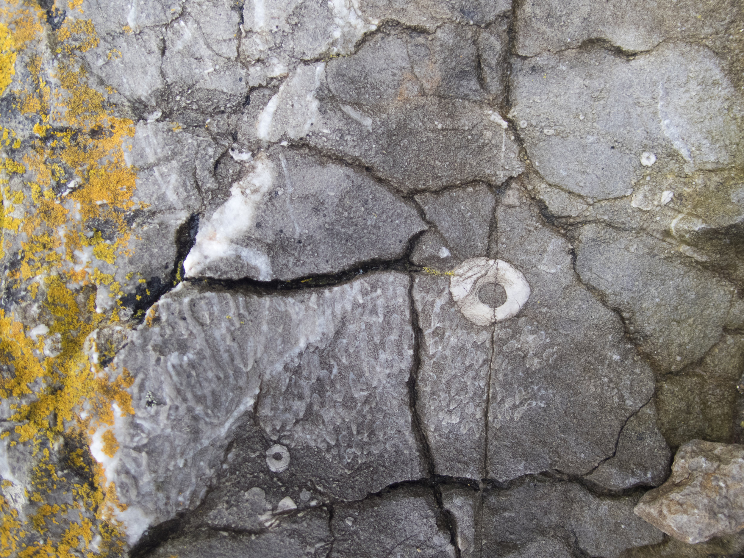 The circular shapes are Crinoid fossils and the central dashed pattern is a Fan Coral fossil.