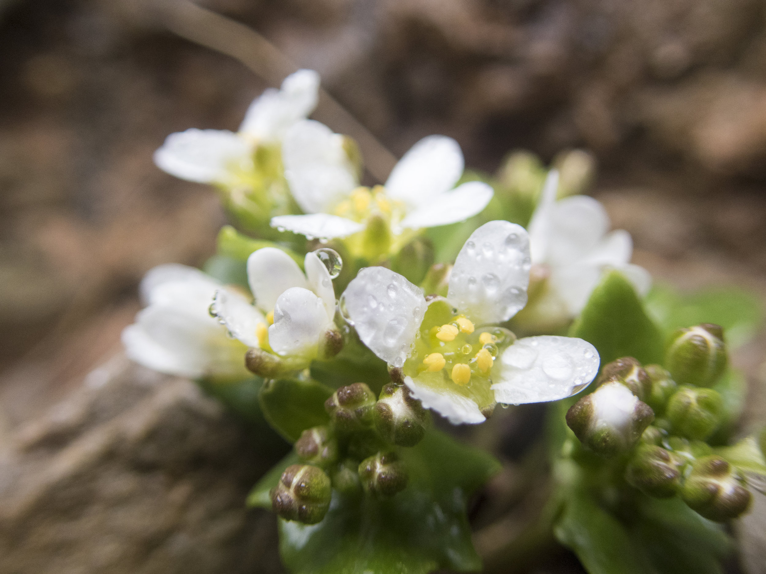 Scurvy Grass - Cochlearia Officinalis in bloom.
