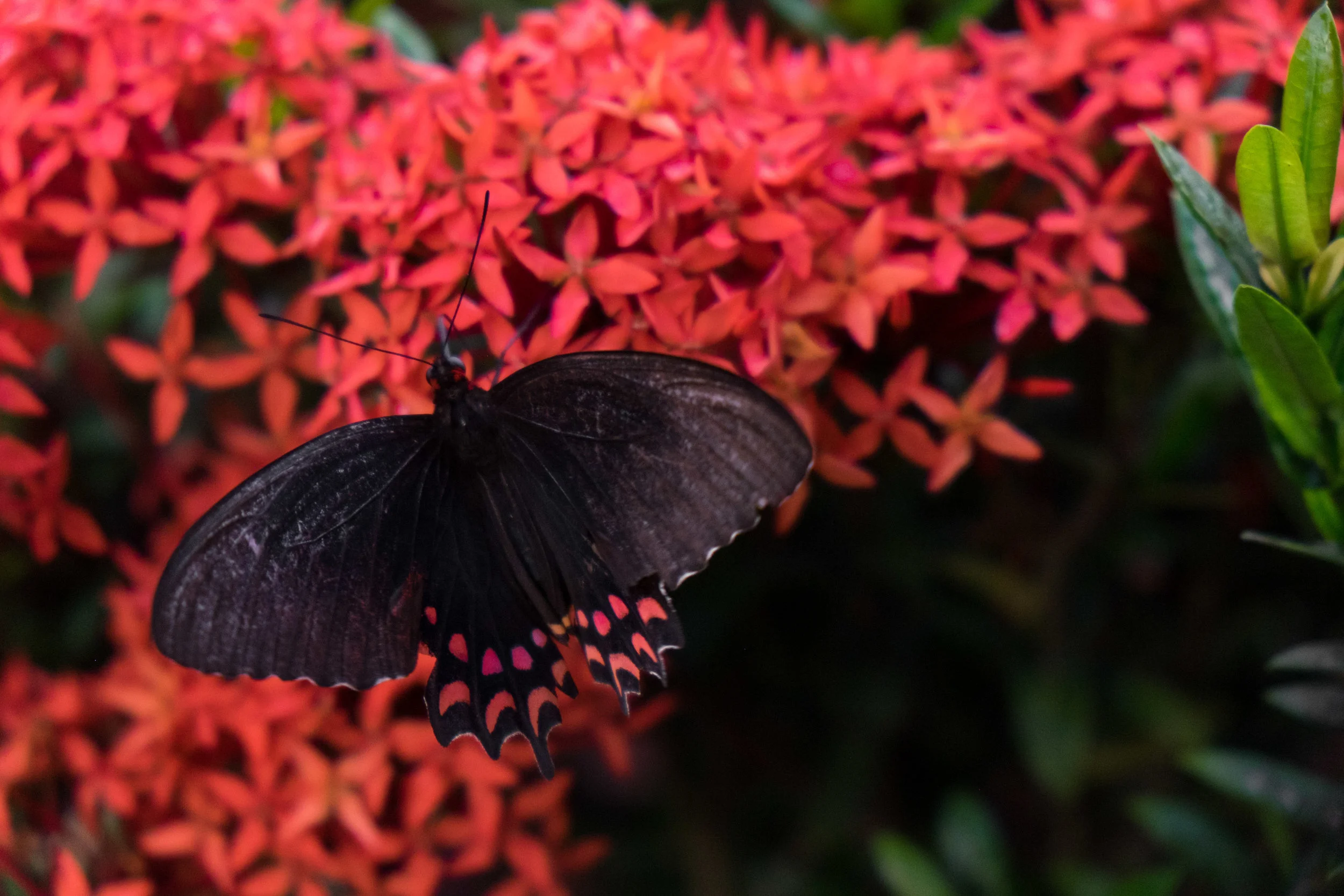 A butterfly matches the flowers in the Cloud Forest of Mombacho.