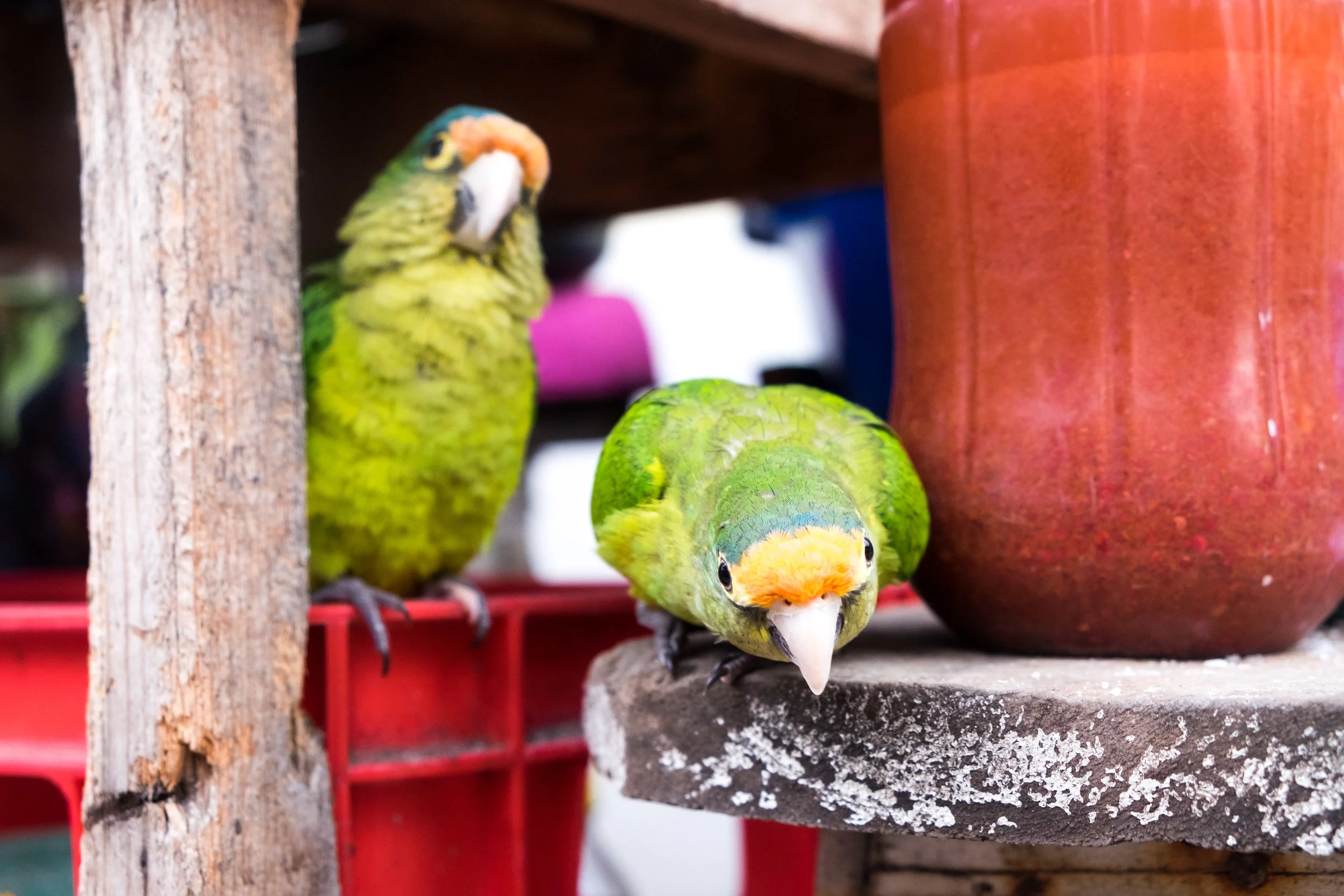 Two Parakeets at the market.