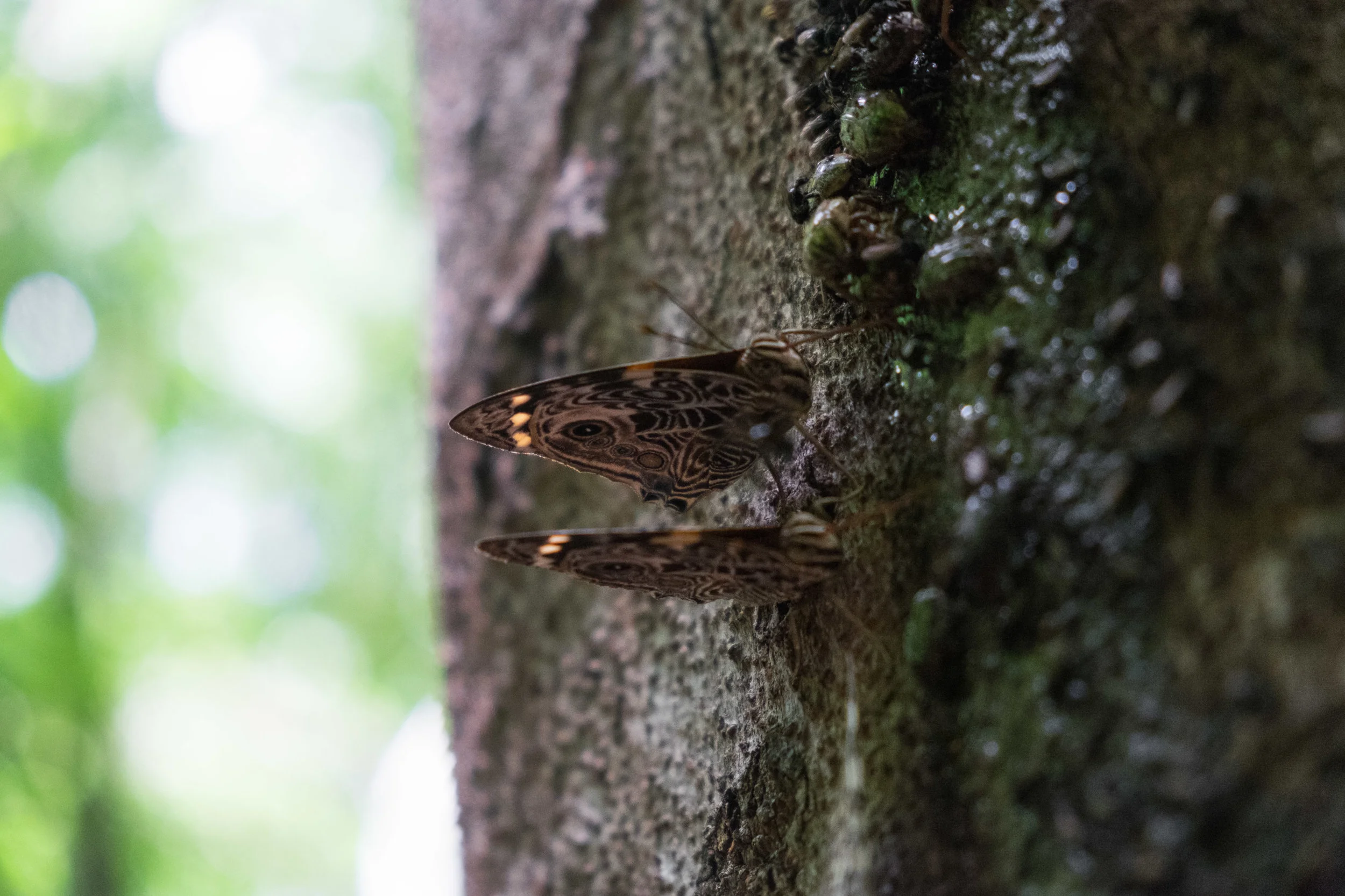 Two butterflies glow in the cloud forest.