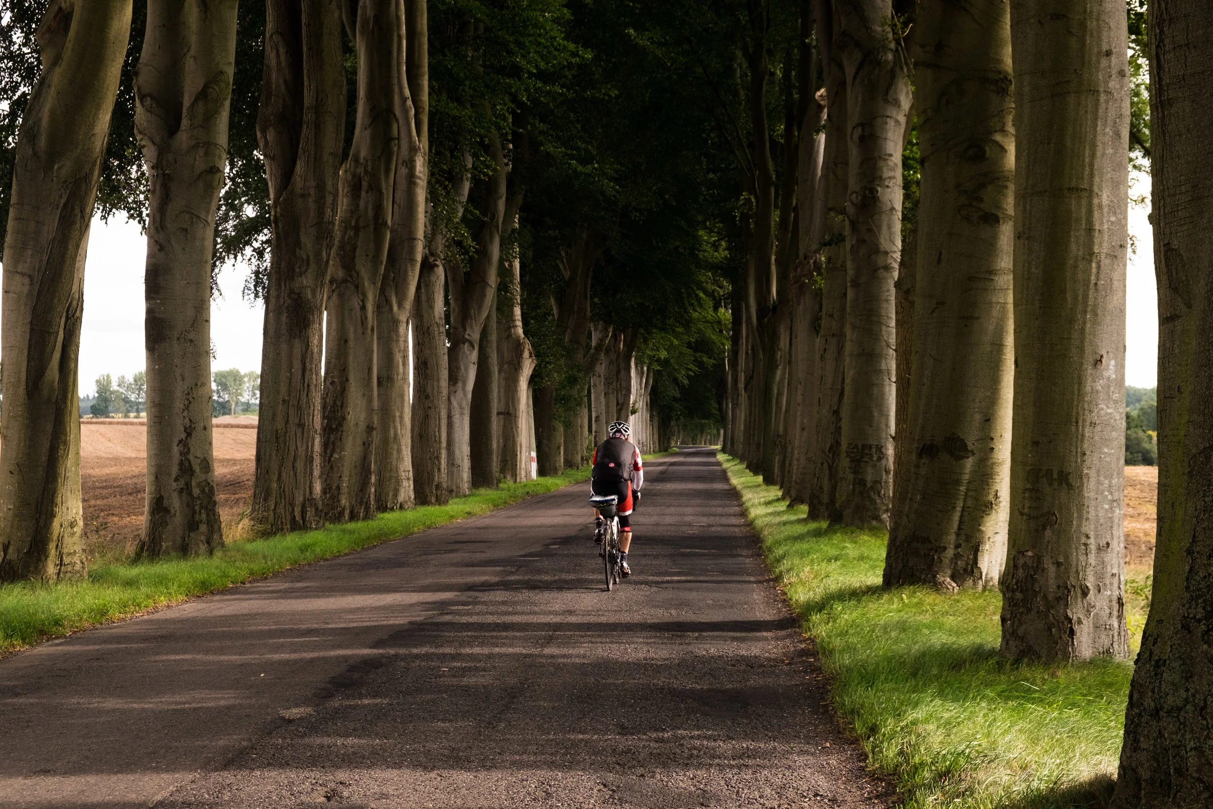 Although the tree-lined roads in Poland are beautiful they often bare the scars of high-speed collisions.