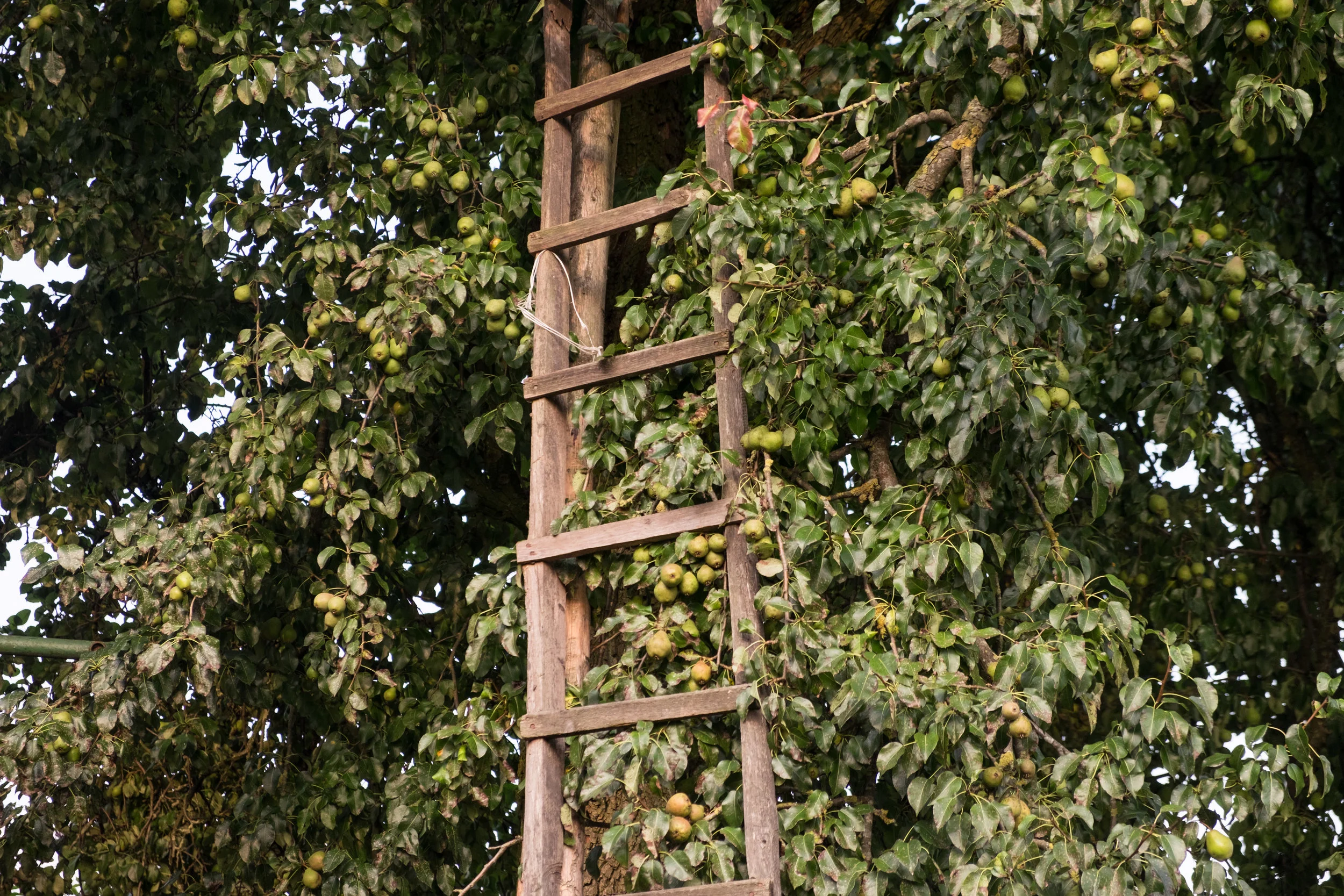 An old ladder in an apple tree.