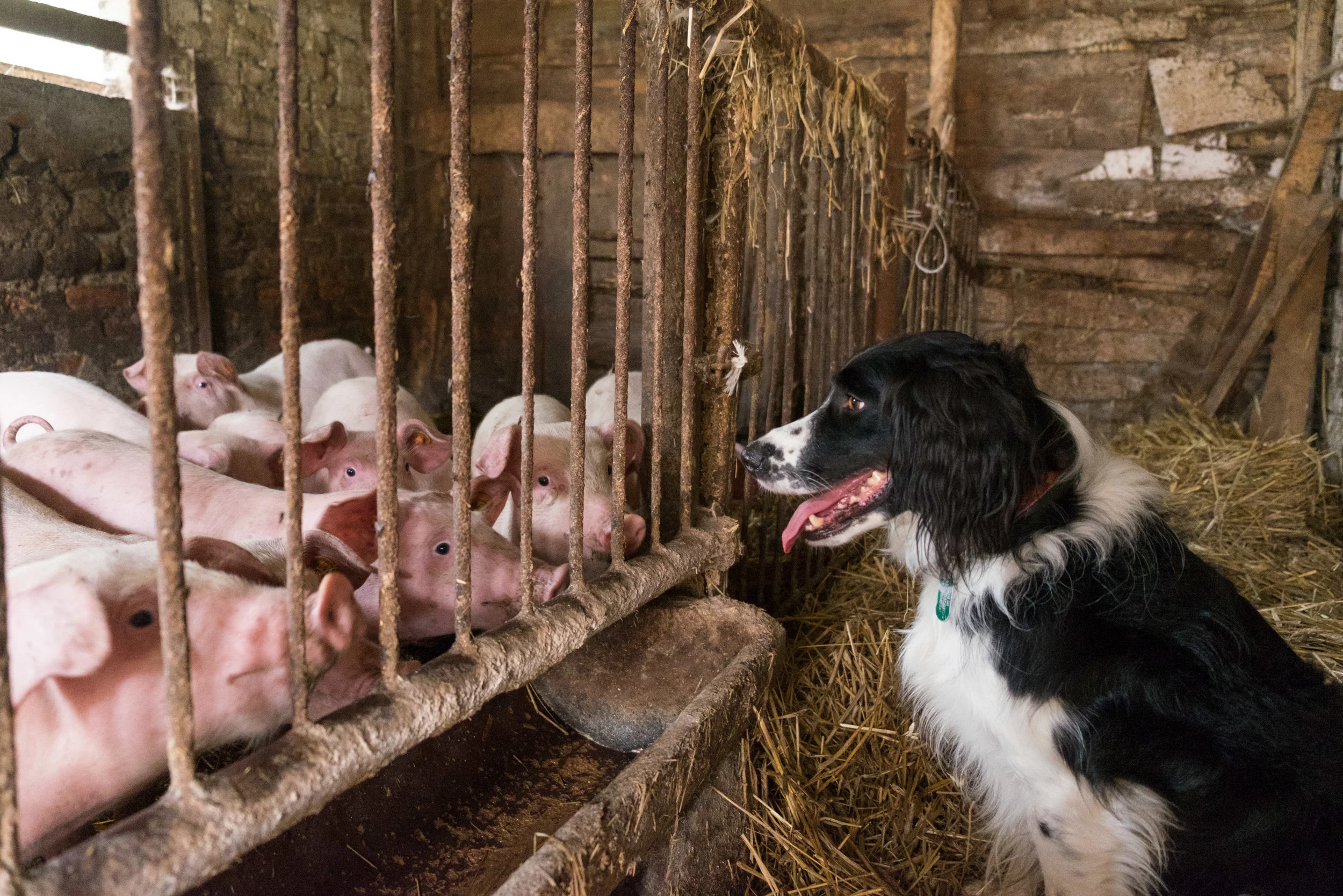 Ozzie gets to know the pigs on our family farm.