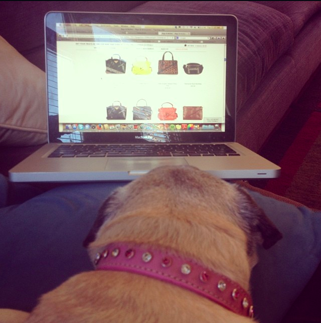 Stella in her usual spot watching me work. (December 2013)