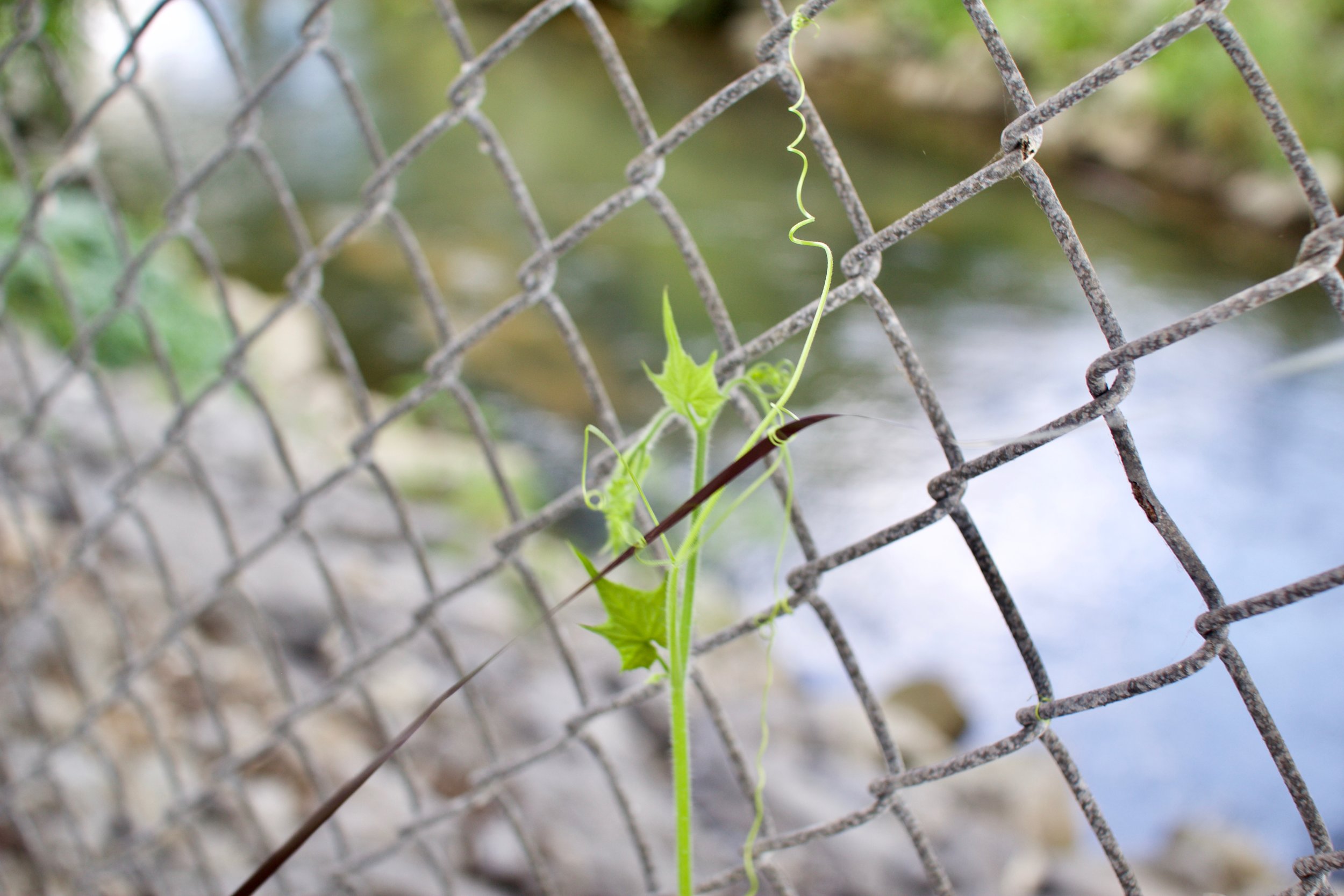 Some analog tape, held up by a vine near Millbrook Marsh.