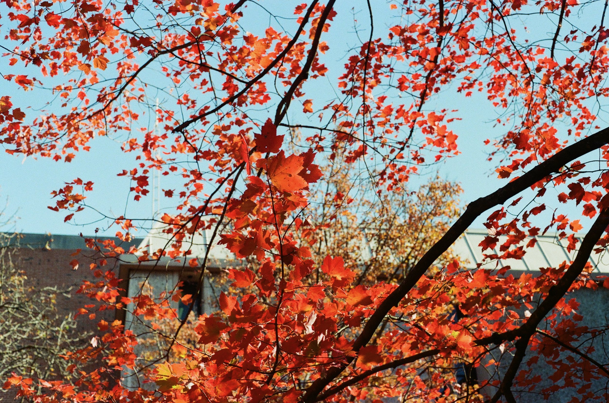Red, sunlit maple tree leaves with an academic building and a light blue sky behind.