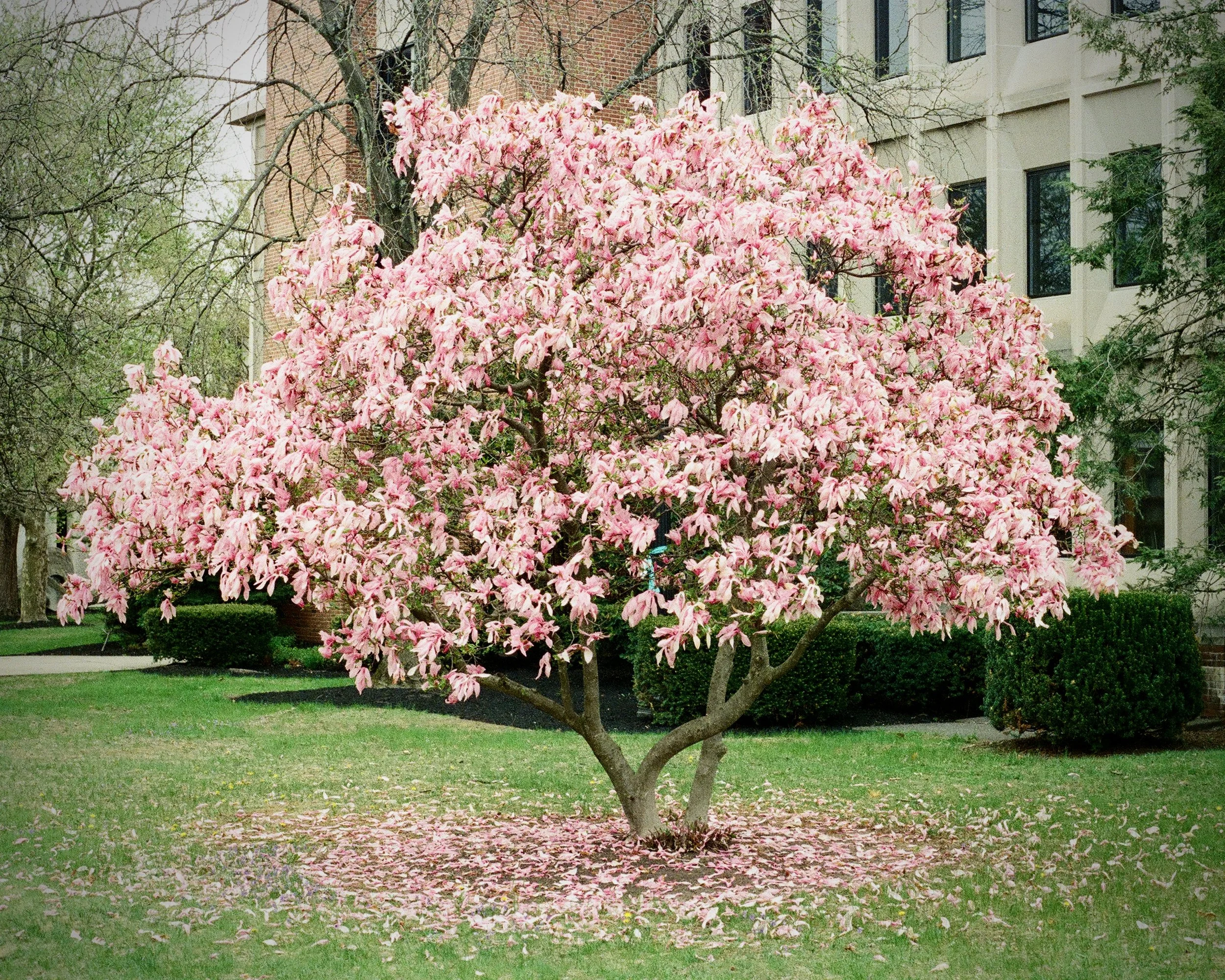 Tree with falling pink/white blossoms on green grass. Modernist campus building behind.