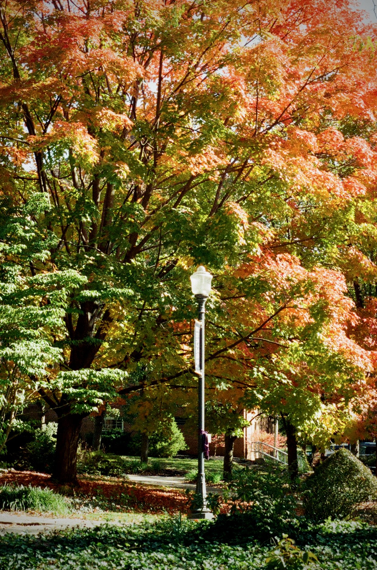 Lampost with tree behind it transitioning from green to yellow to orange leaves.