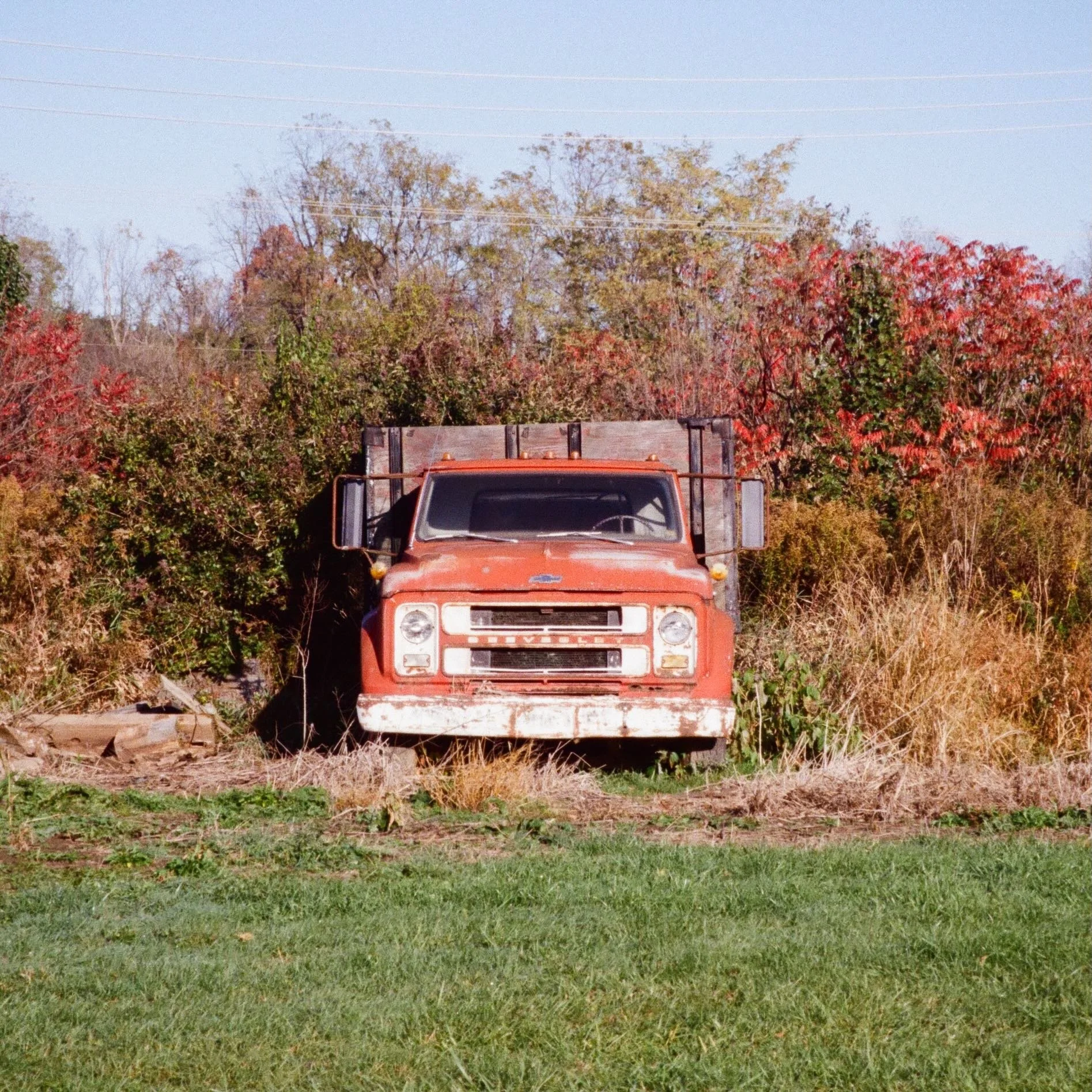 Old red chevrolet truck backed up against a thicket.