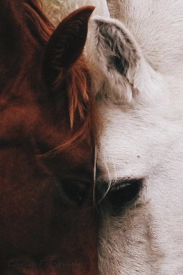 The Duo in Aurora, Oregon