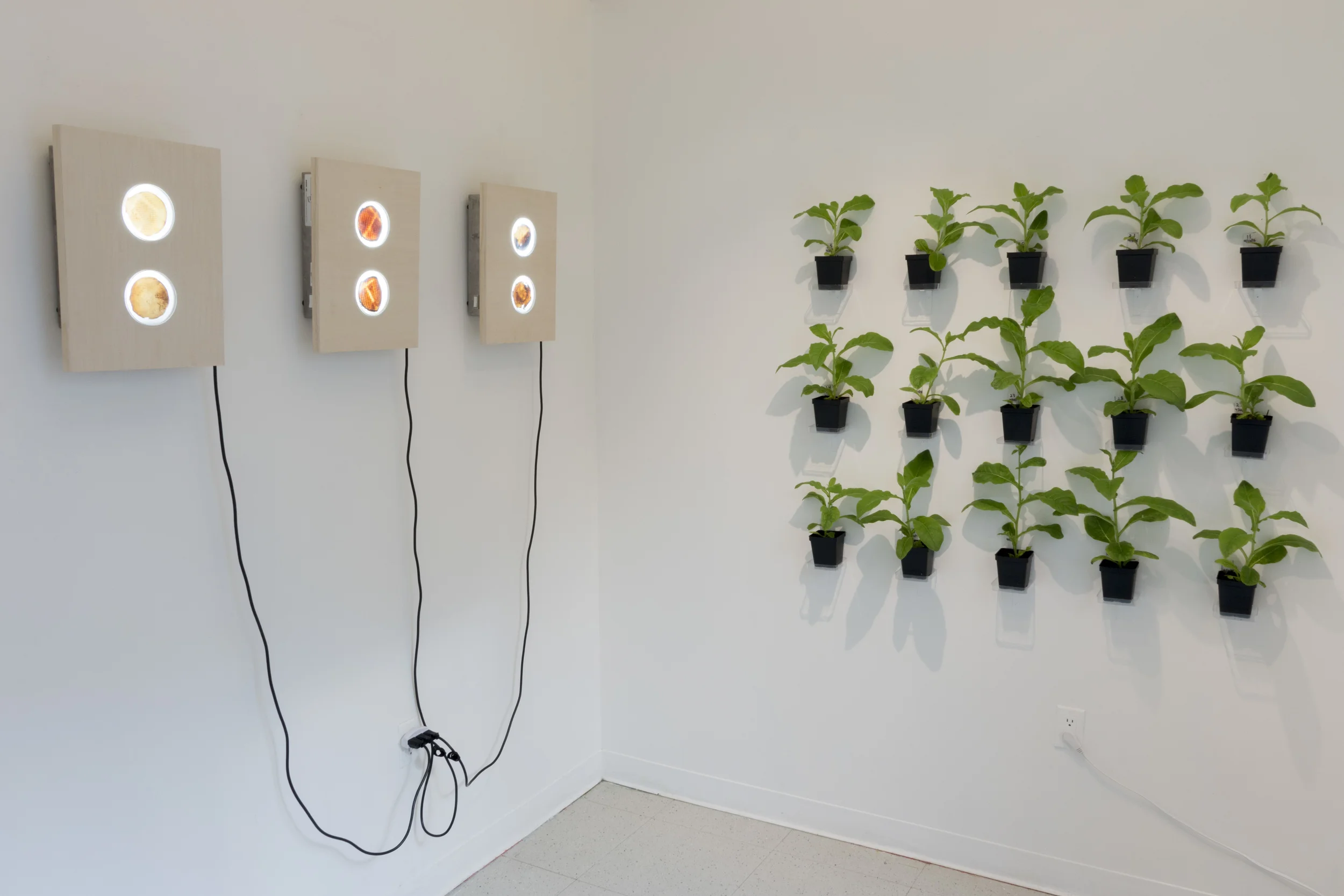 'Orange Mandalas' and 'Project Orange'