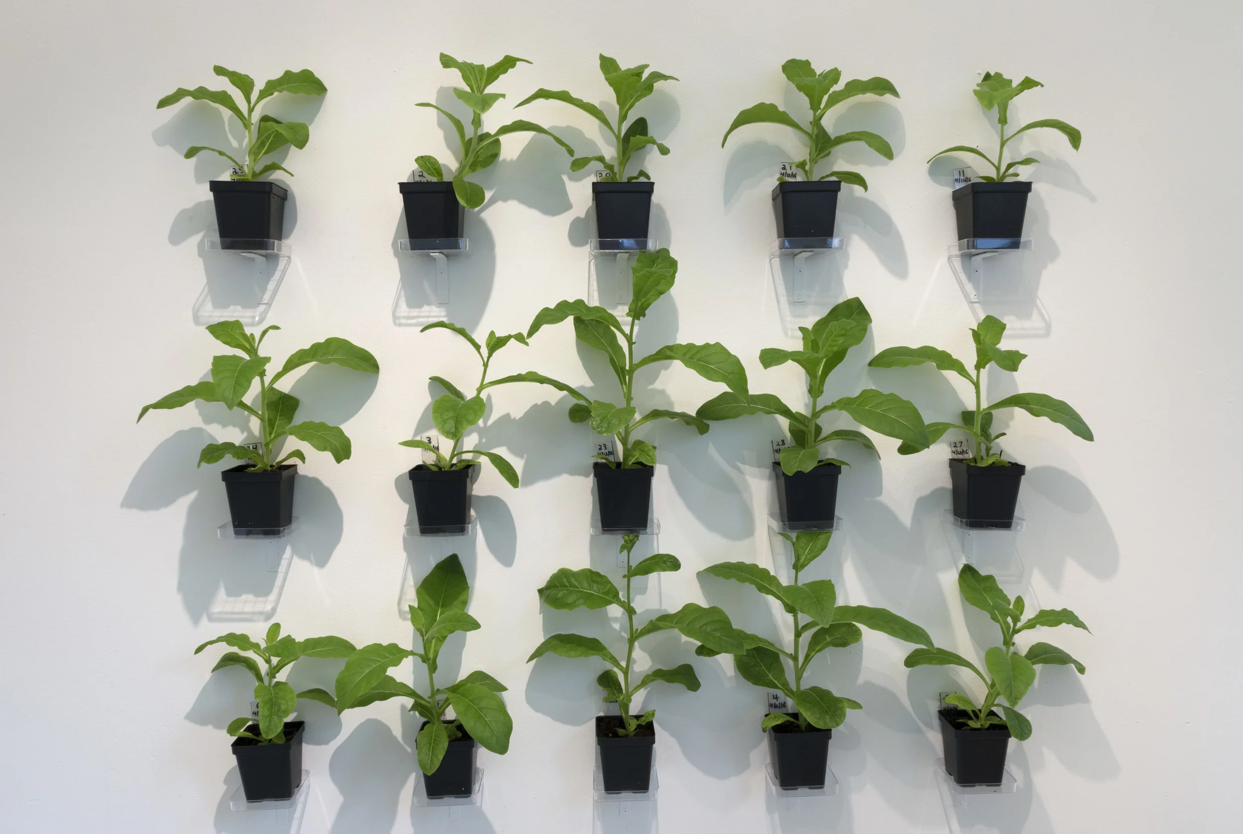 'Project Orange' (Tobacco Plants that Smell like Freshly Squeezed Orange Juice)